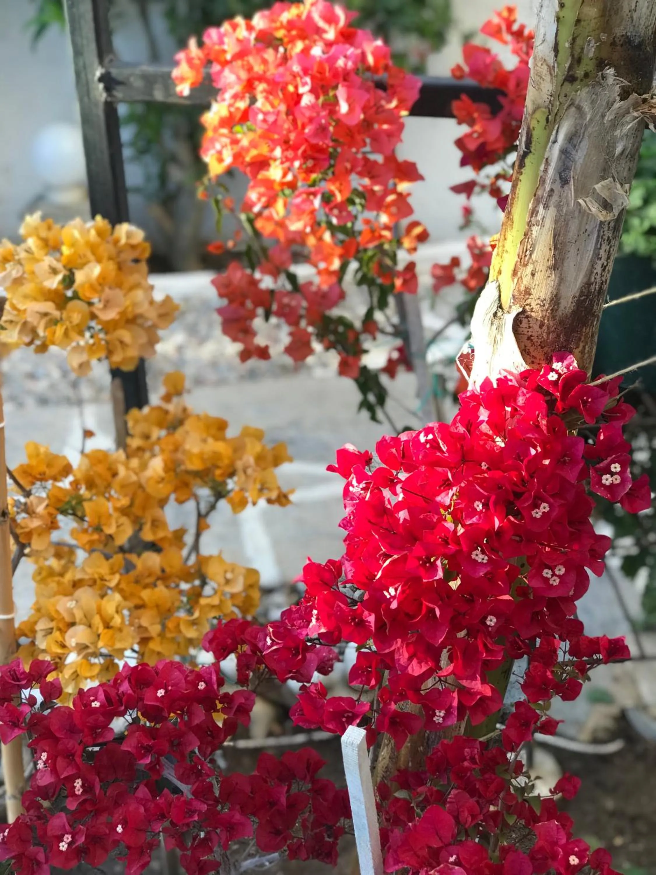 Garden in Artunc Hotel Bodrum