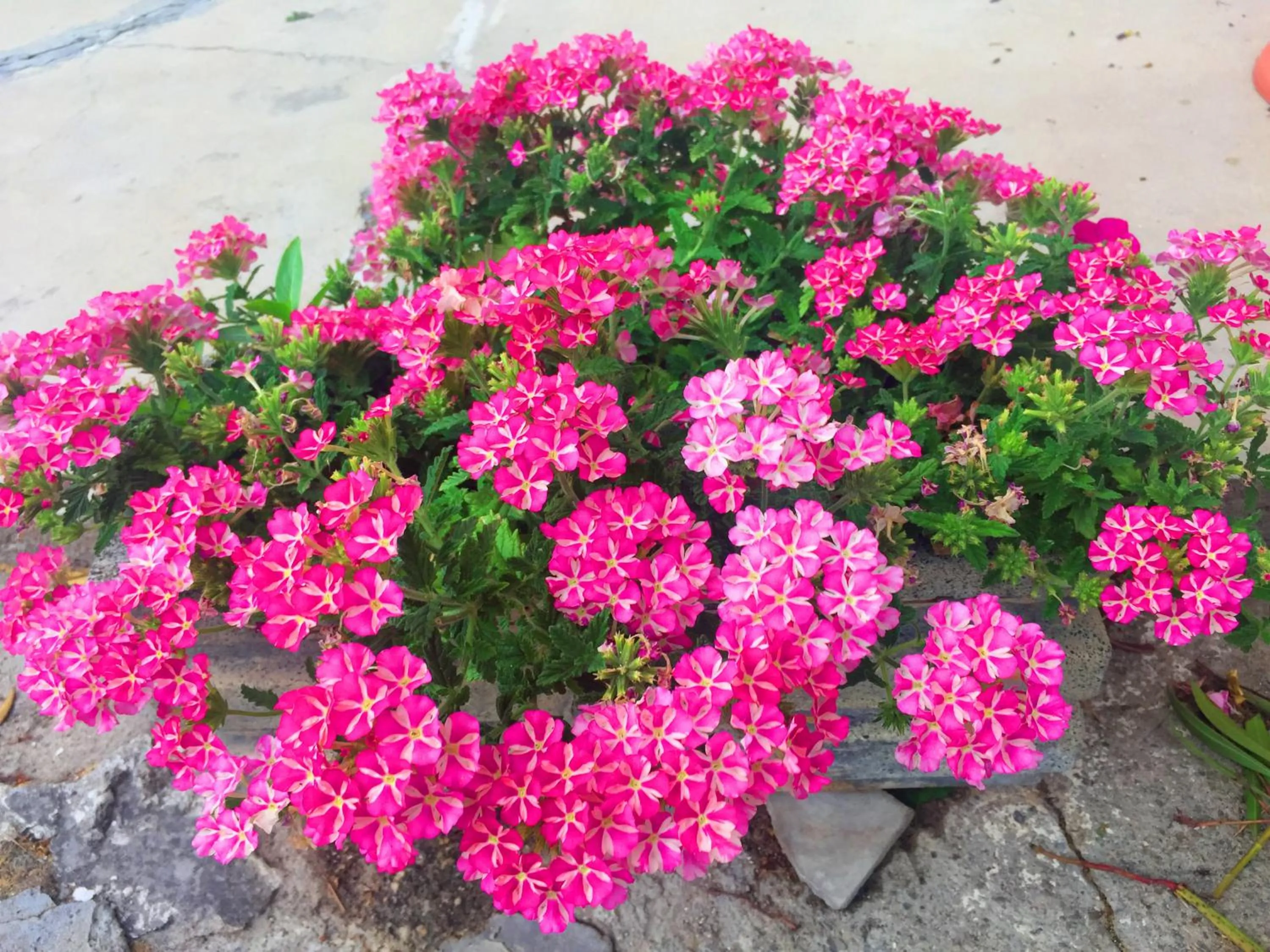 Garden view in Villa Cenzina