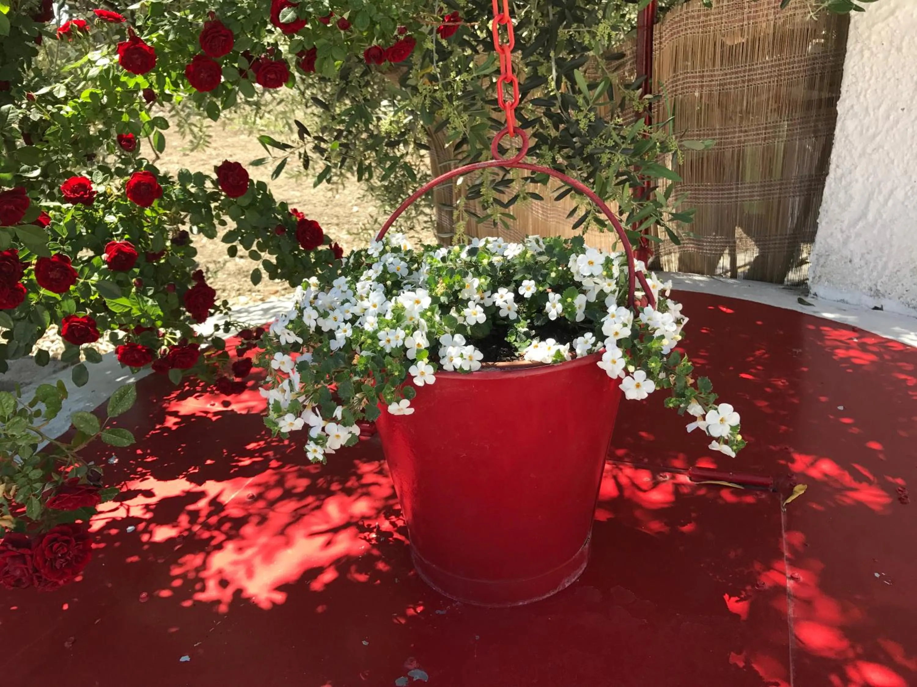 Garden view in Villa Cenzina