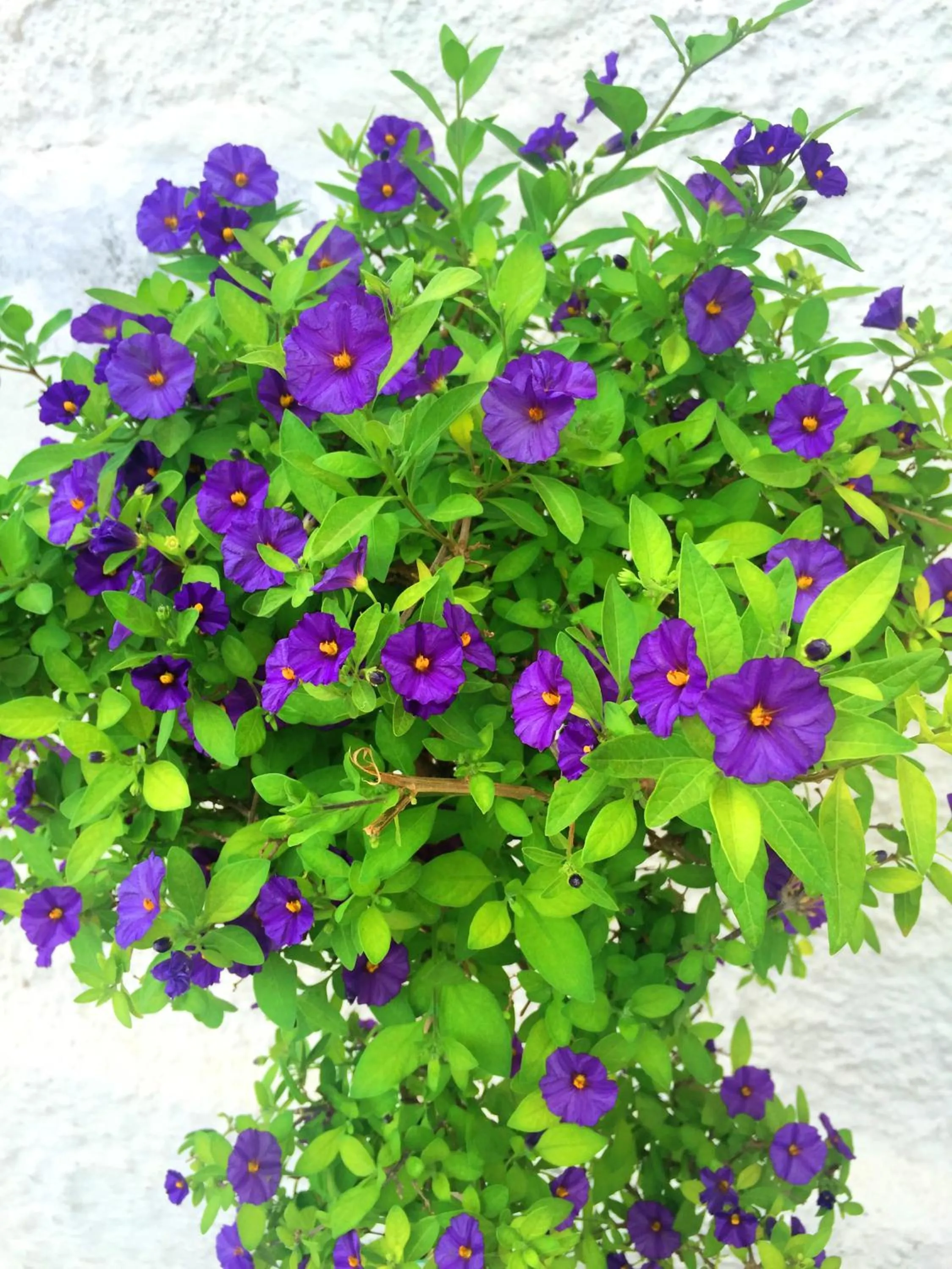 Decorative detail in Villa Cenzina