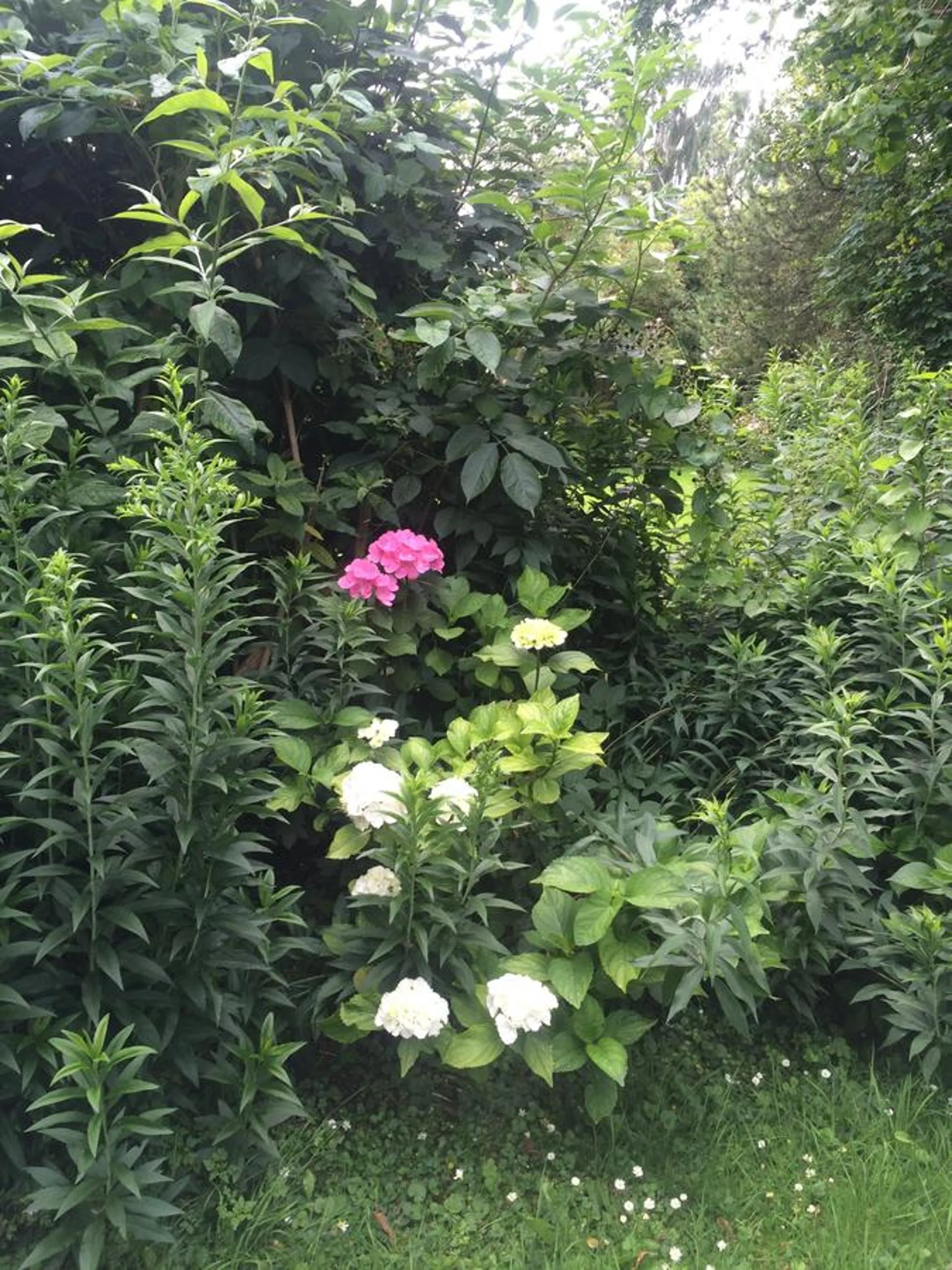 Garden in Close But Quiet