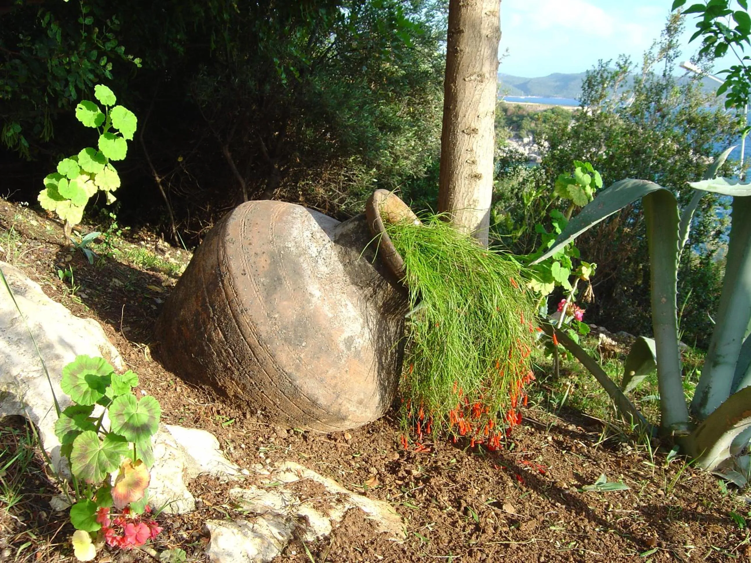 Garden in Medusa Hotel