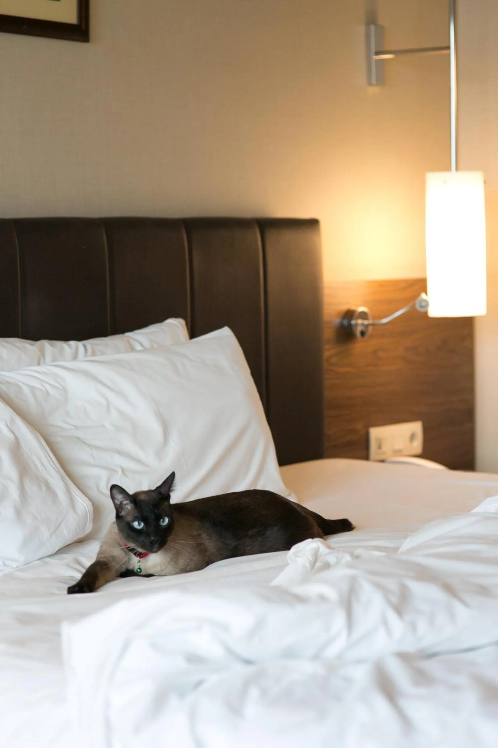 pet friendly, Bed in Kolin Hotel Spa & Convention Center