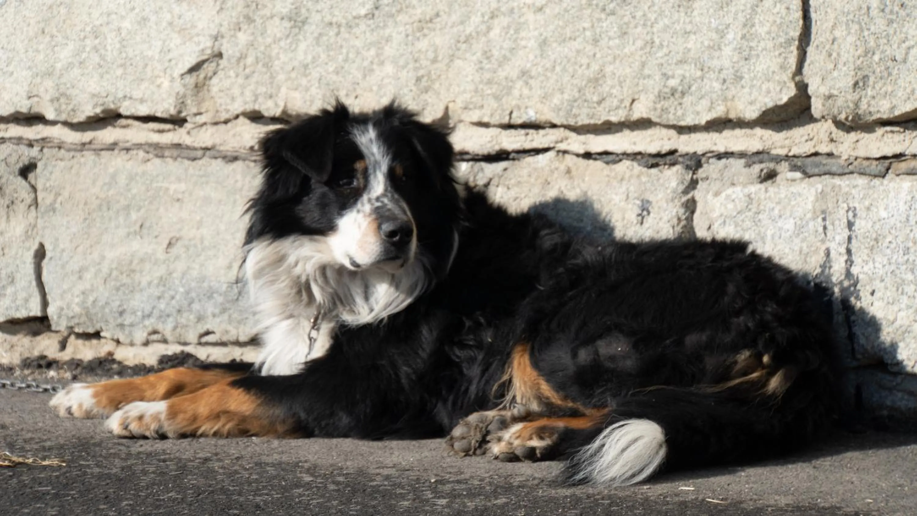 Pets in Agriturismo Gfaderhof