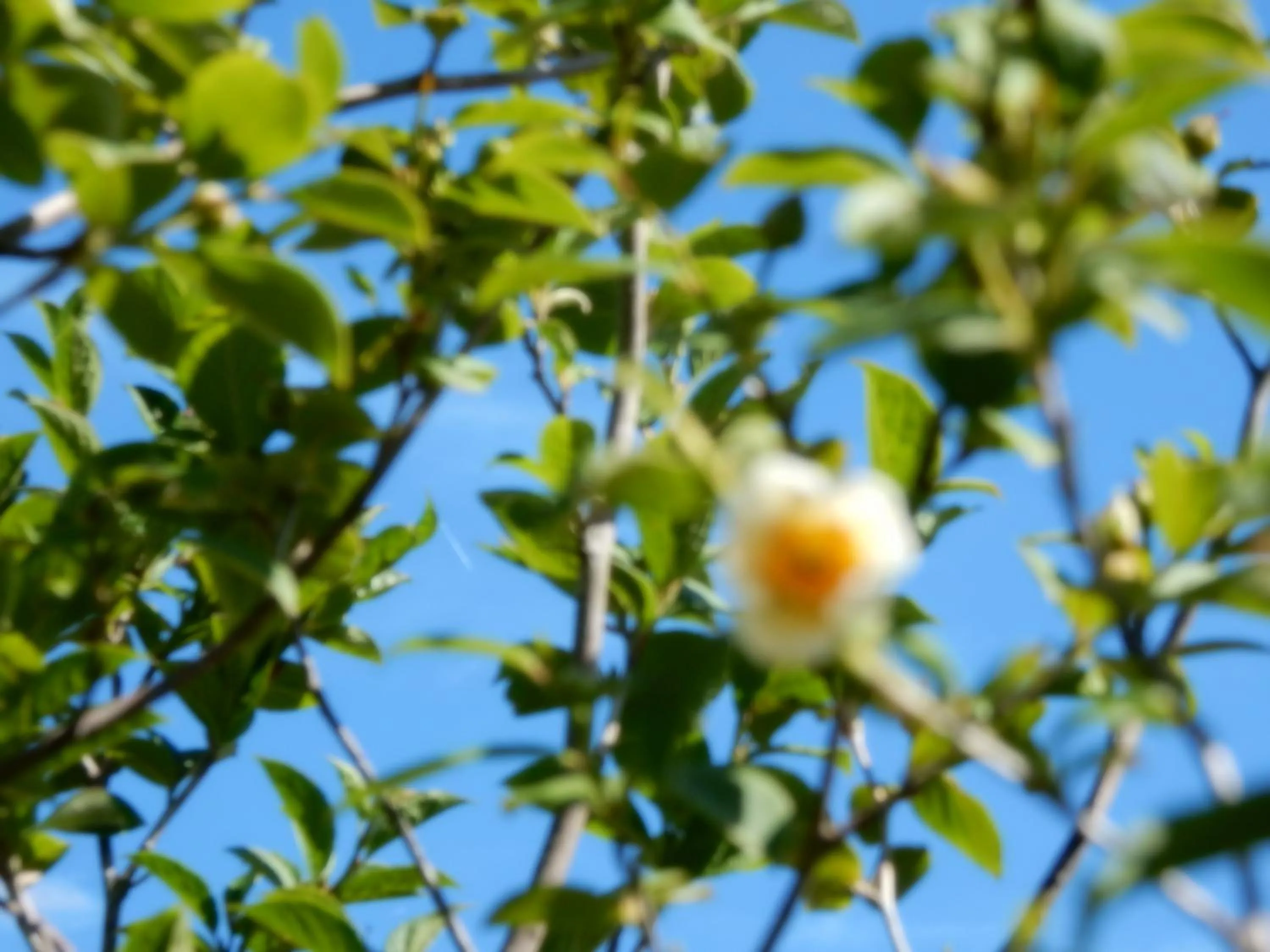 Summer in Kawaguchiko Cottage Minami