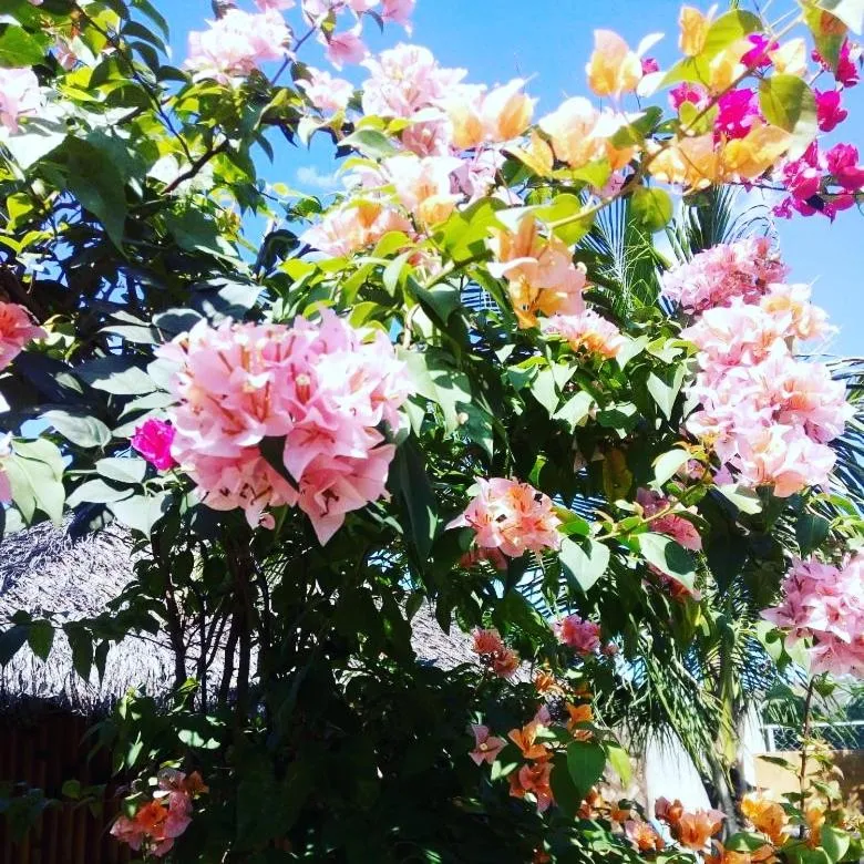 Garden in Calayo Beach Resort