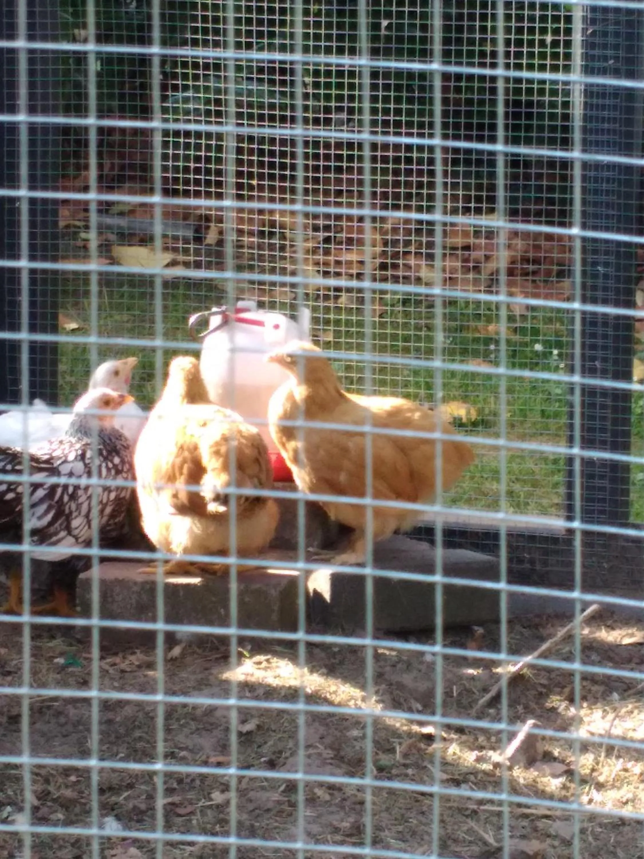 Animals in B&B Eeneind