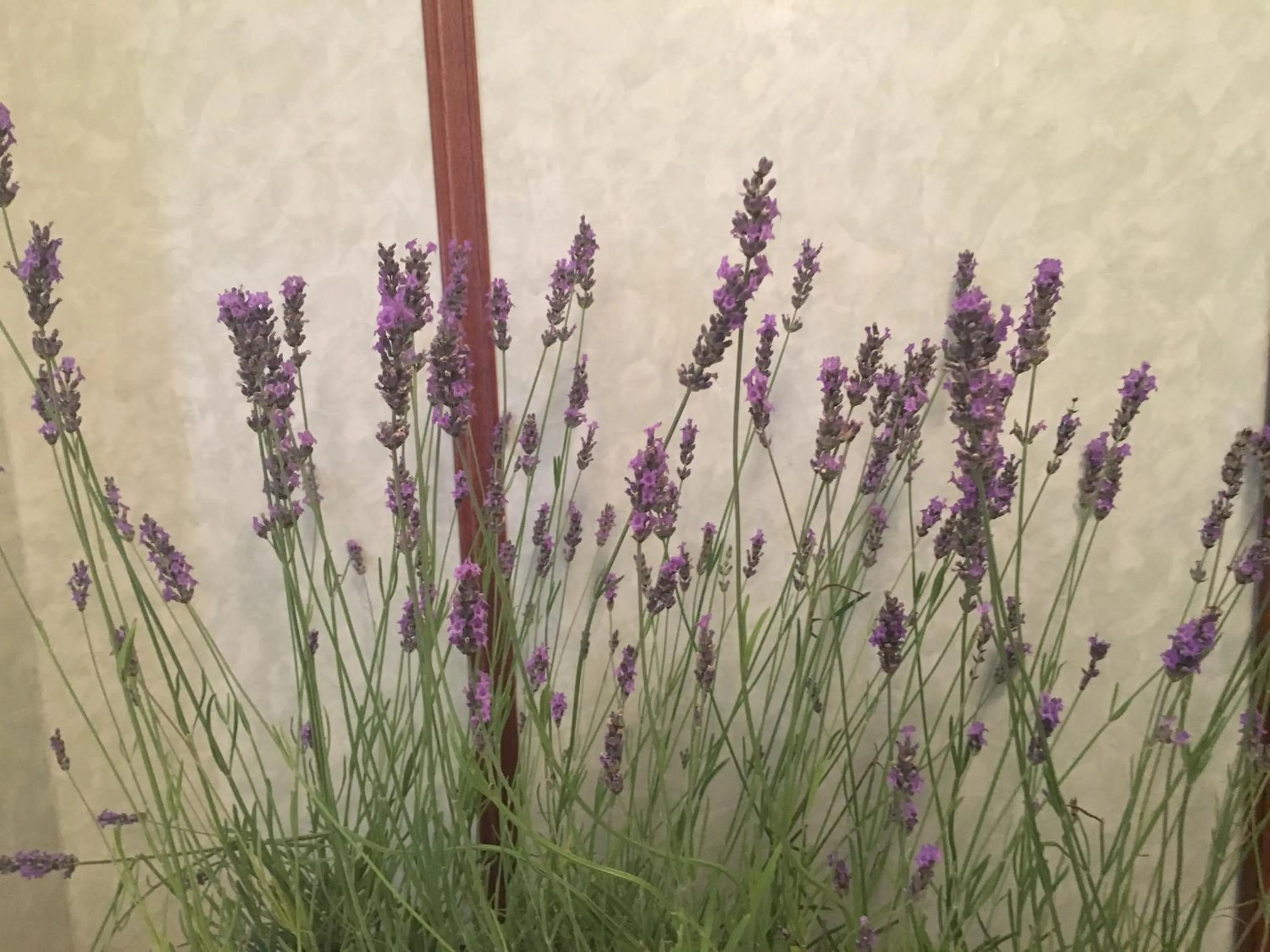 Decorative detail in Pollutrendy