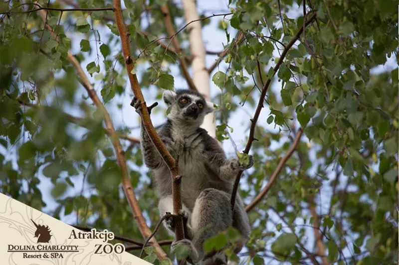Animals in Dolina Charlotty Resort&Spa