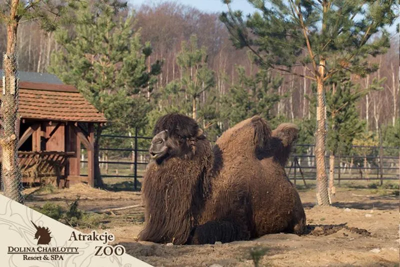 Animals in Dolina Charlotty Resort&Spa