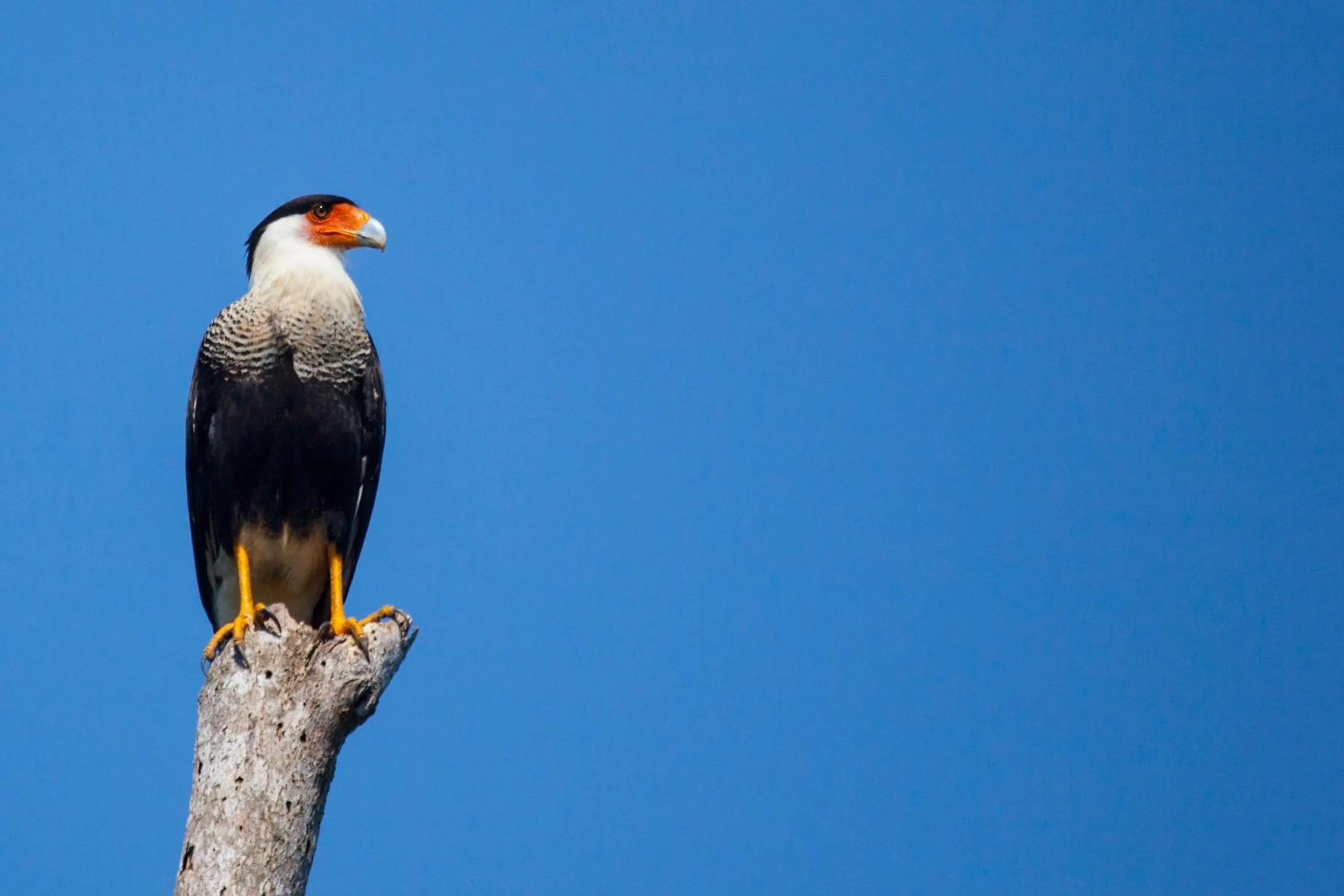 Garden in Arenas Del Mar Beachfront & Rainforest Resort Member of the Cayuga Collection