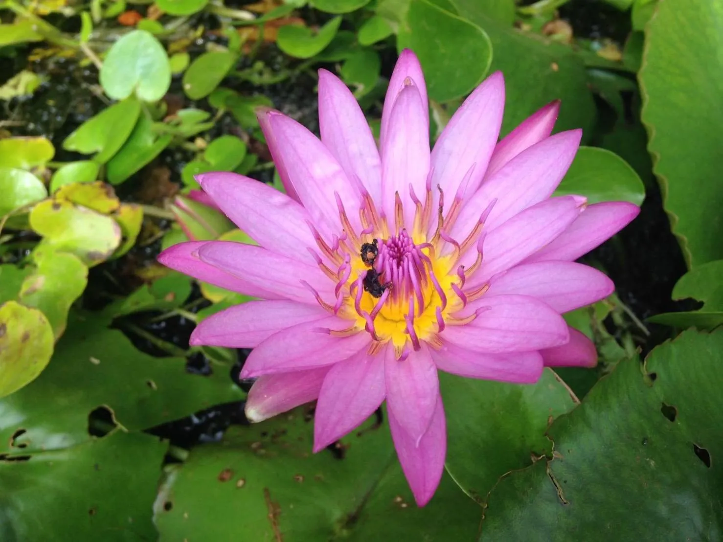 Natural landscape in Phuphet Hill Resort