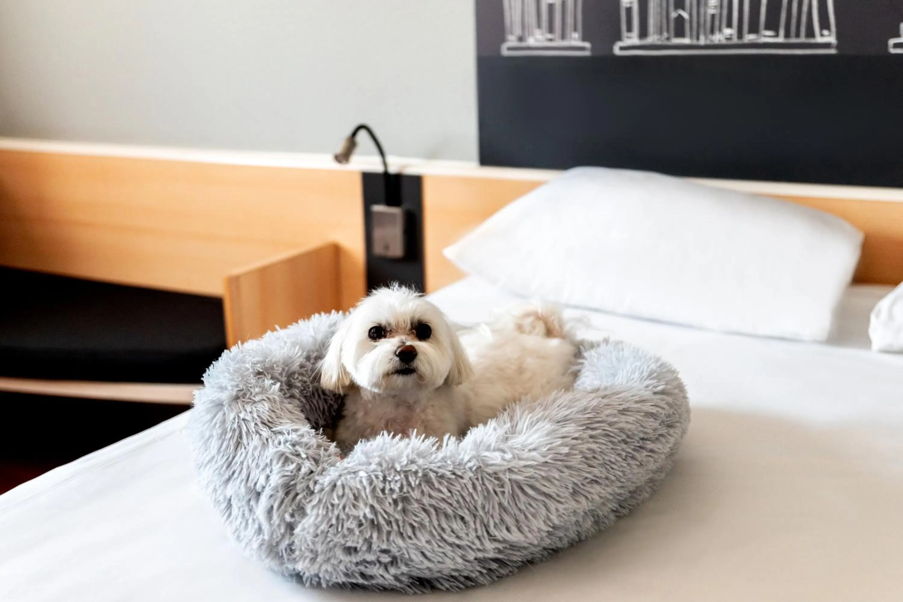 Animals, Bed in Ibis Poznan Stare Miasto