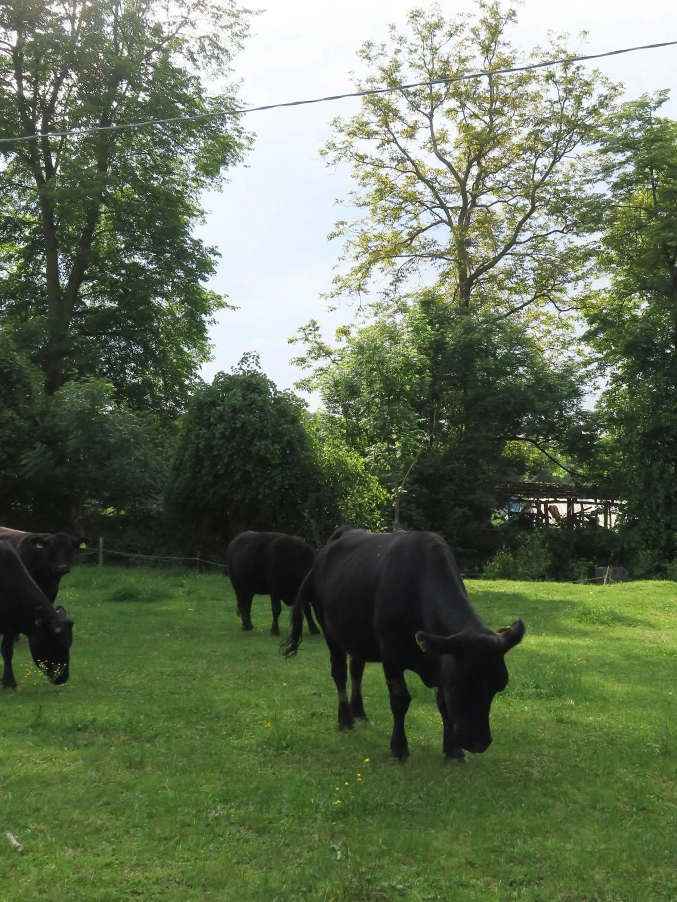 Hotel Villa Simplicitas