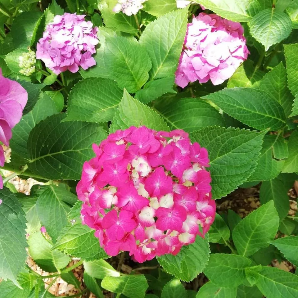 Garden in Hotel Villa Simplicitas