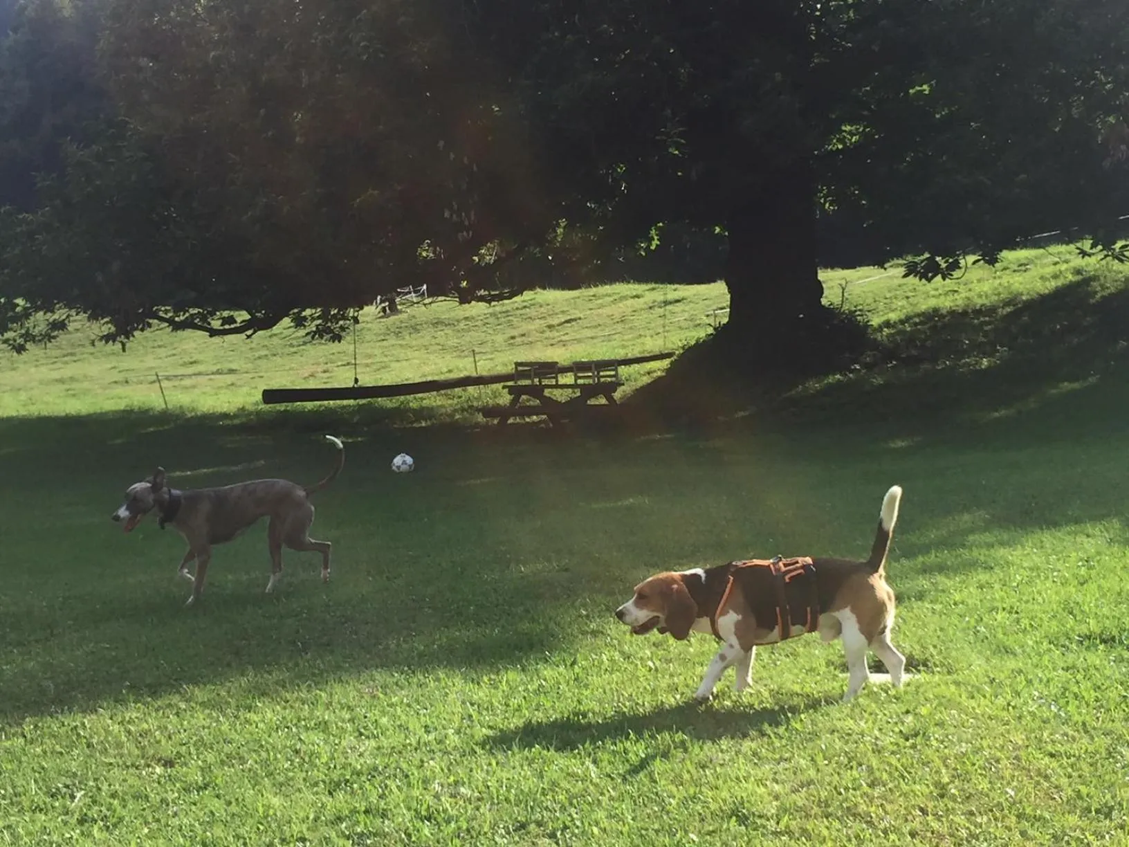 Activities in Hotel Villa Simplicitas