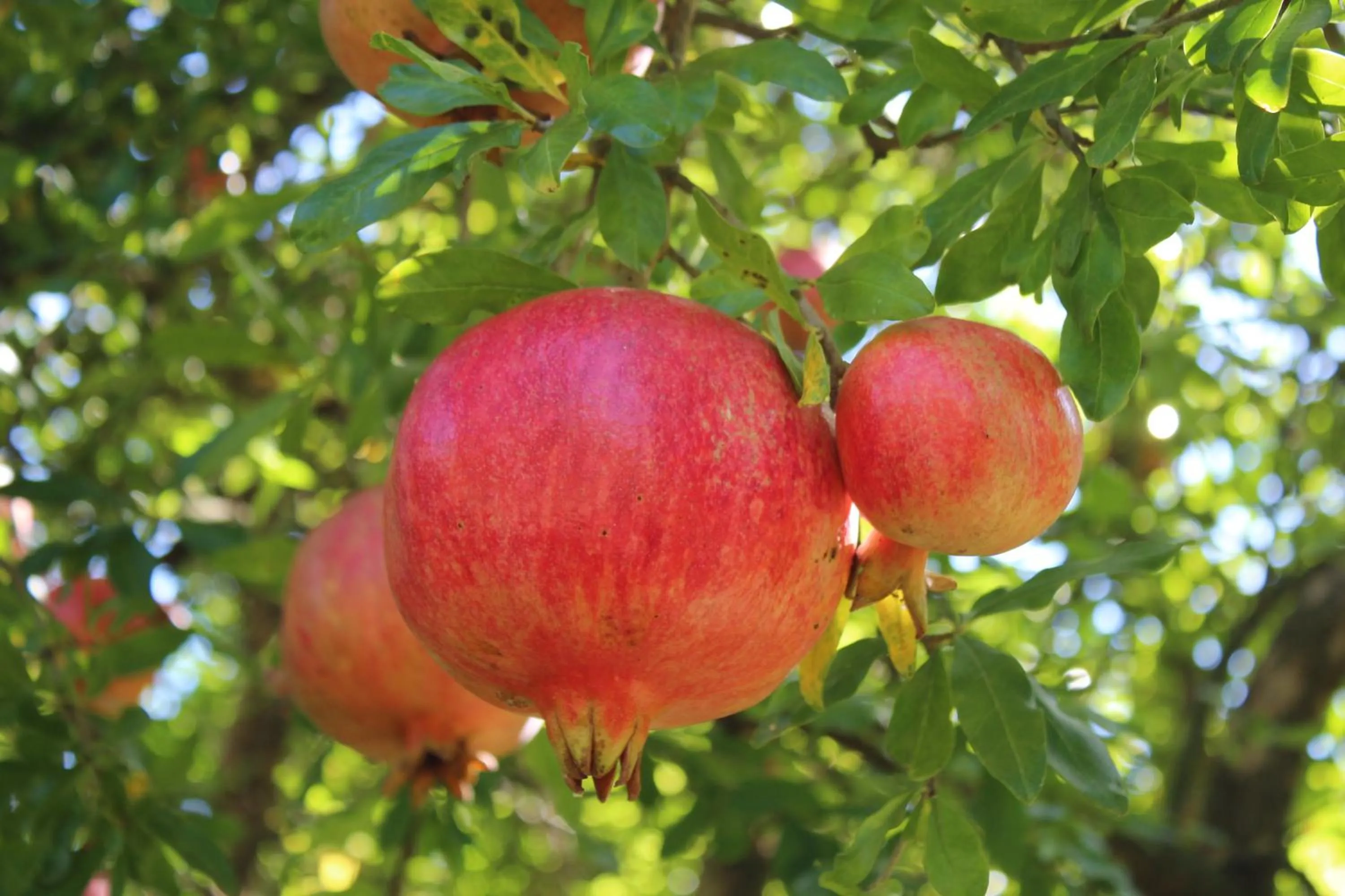 Decorative detail in Simge Pension