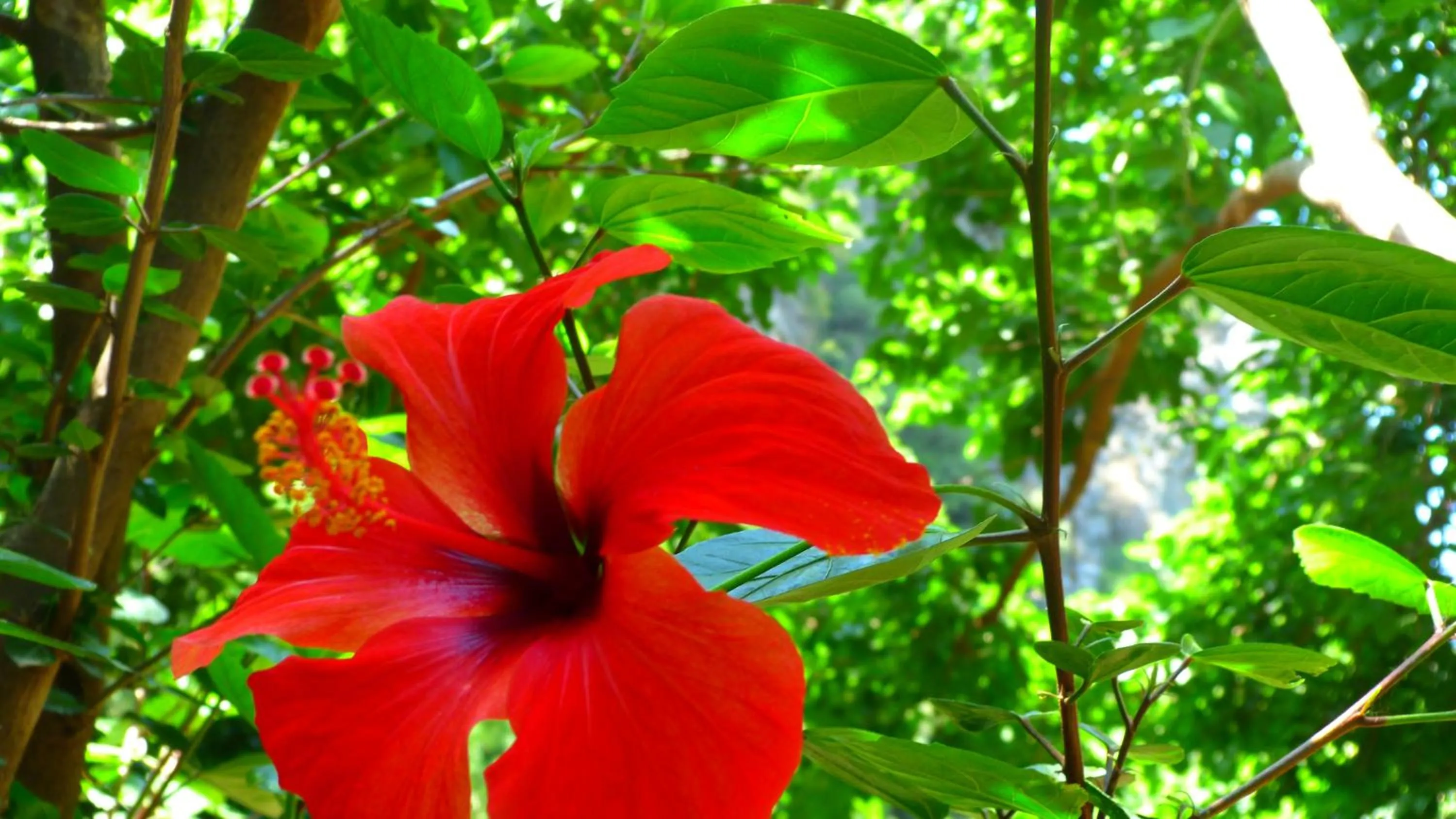 Garden in Simge Pension