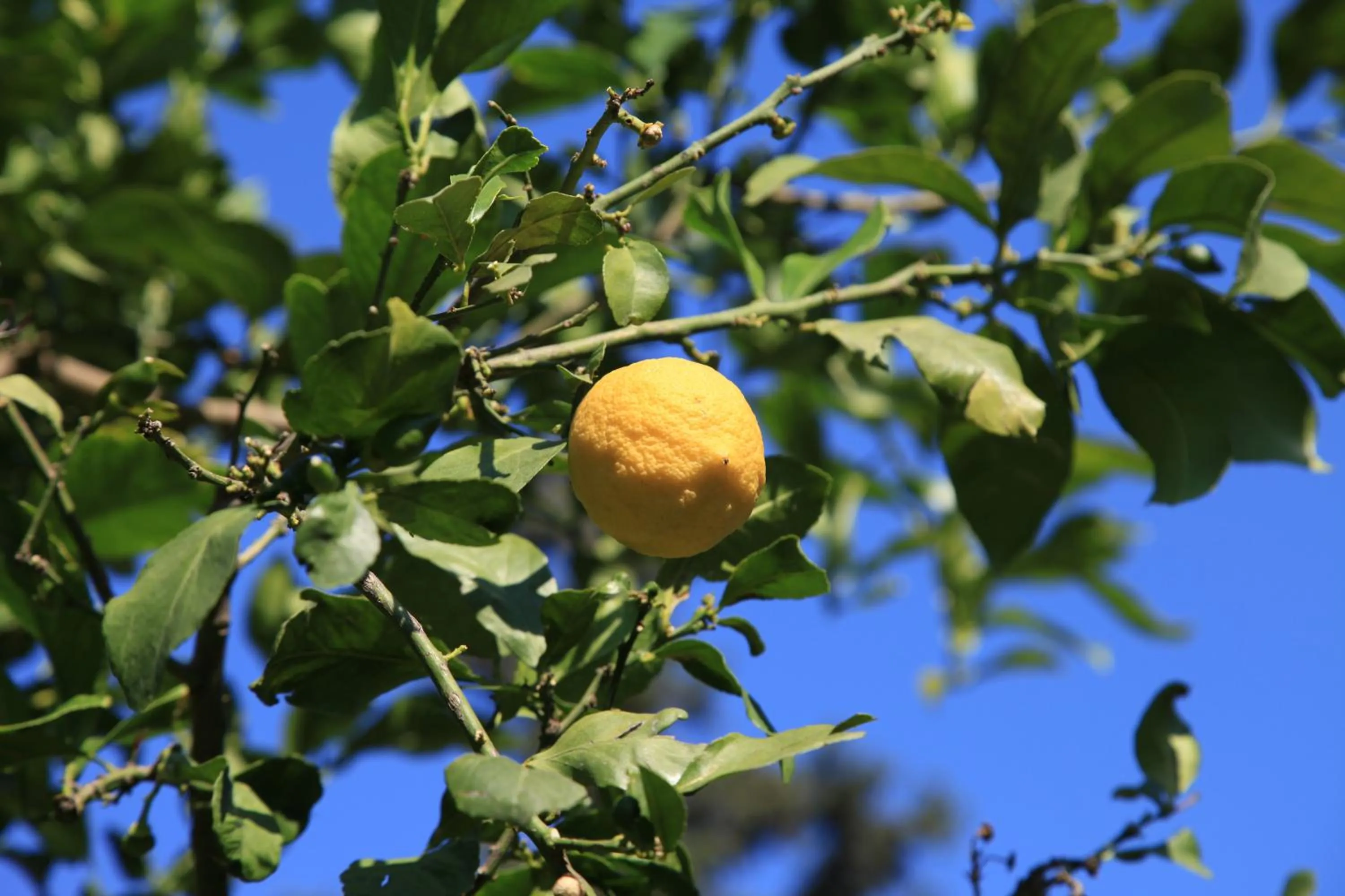 Other in Simge Pension