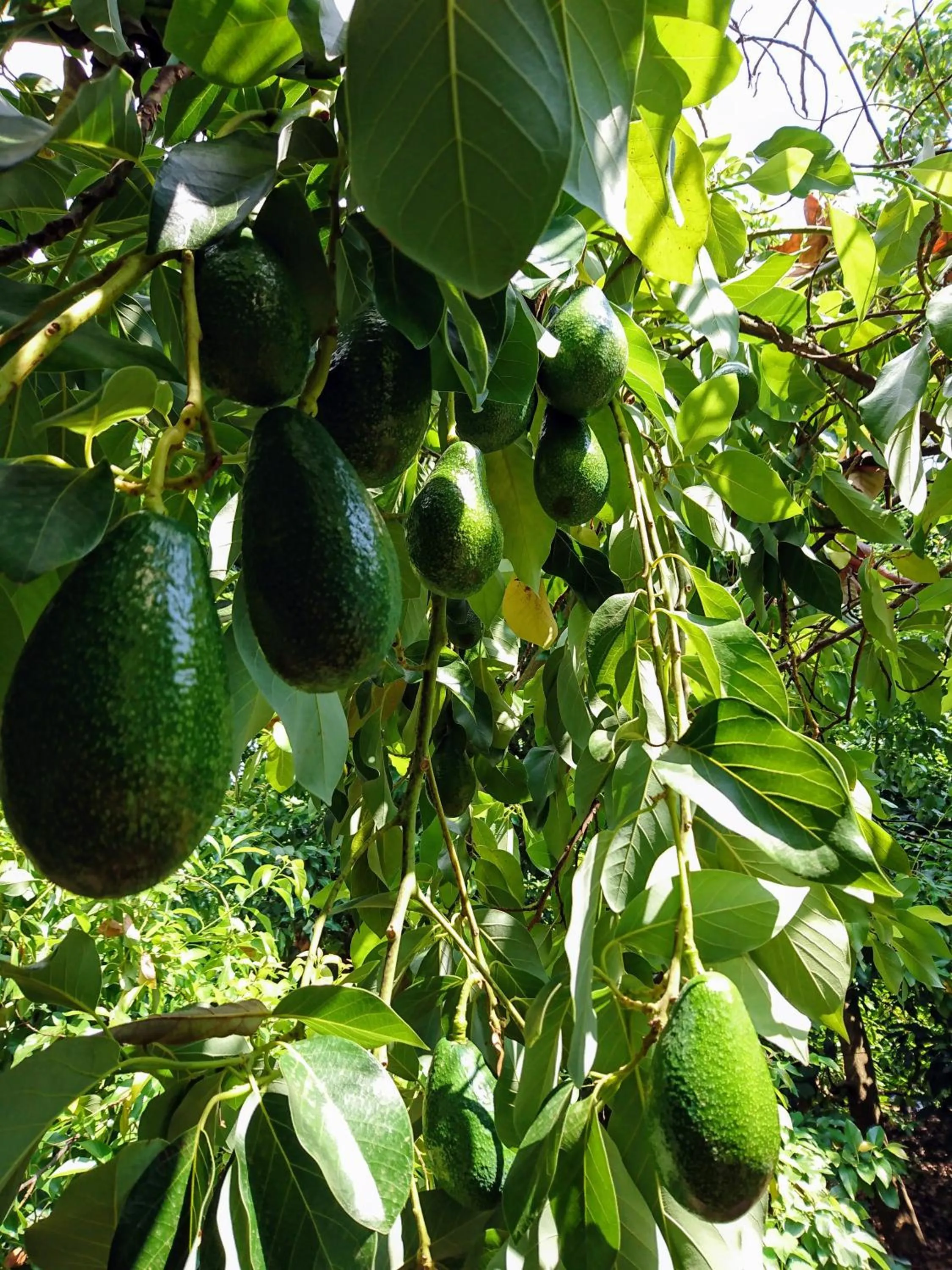 Garden in Simge Pension
