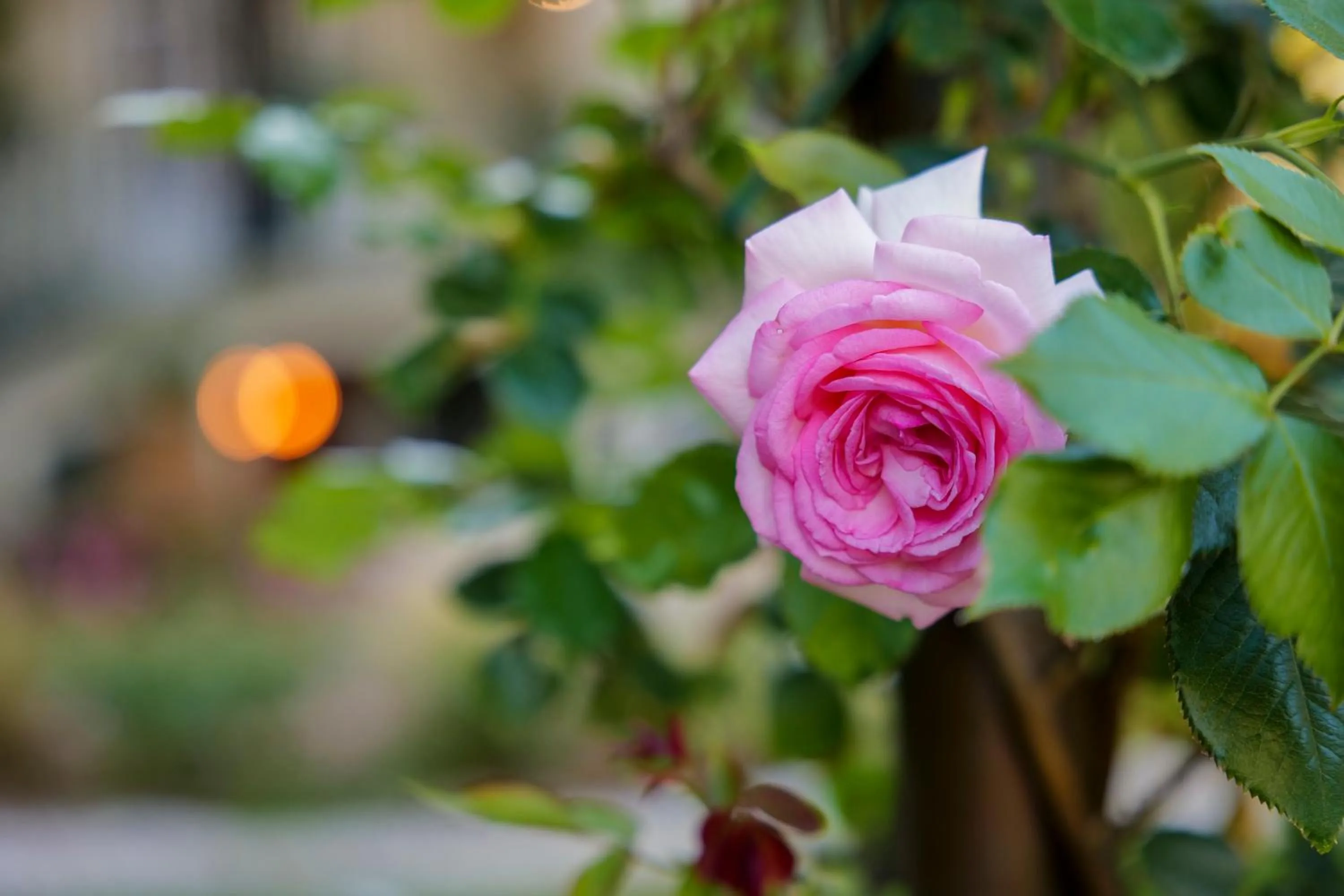 Garden in Hotel Club i Pini - Residenza d'Epoca in Versilia