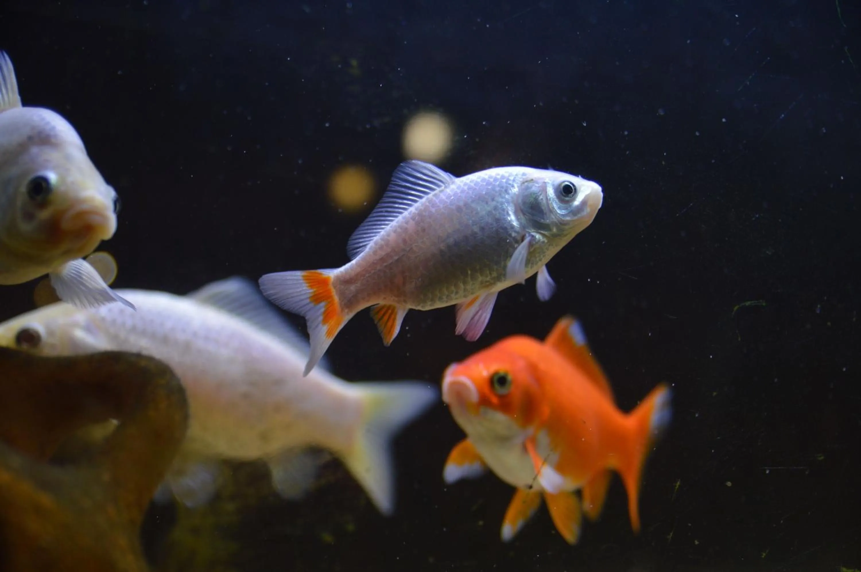 Animals in Hotel Club i Pini - Residenza d'Epoca in Versilia