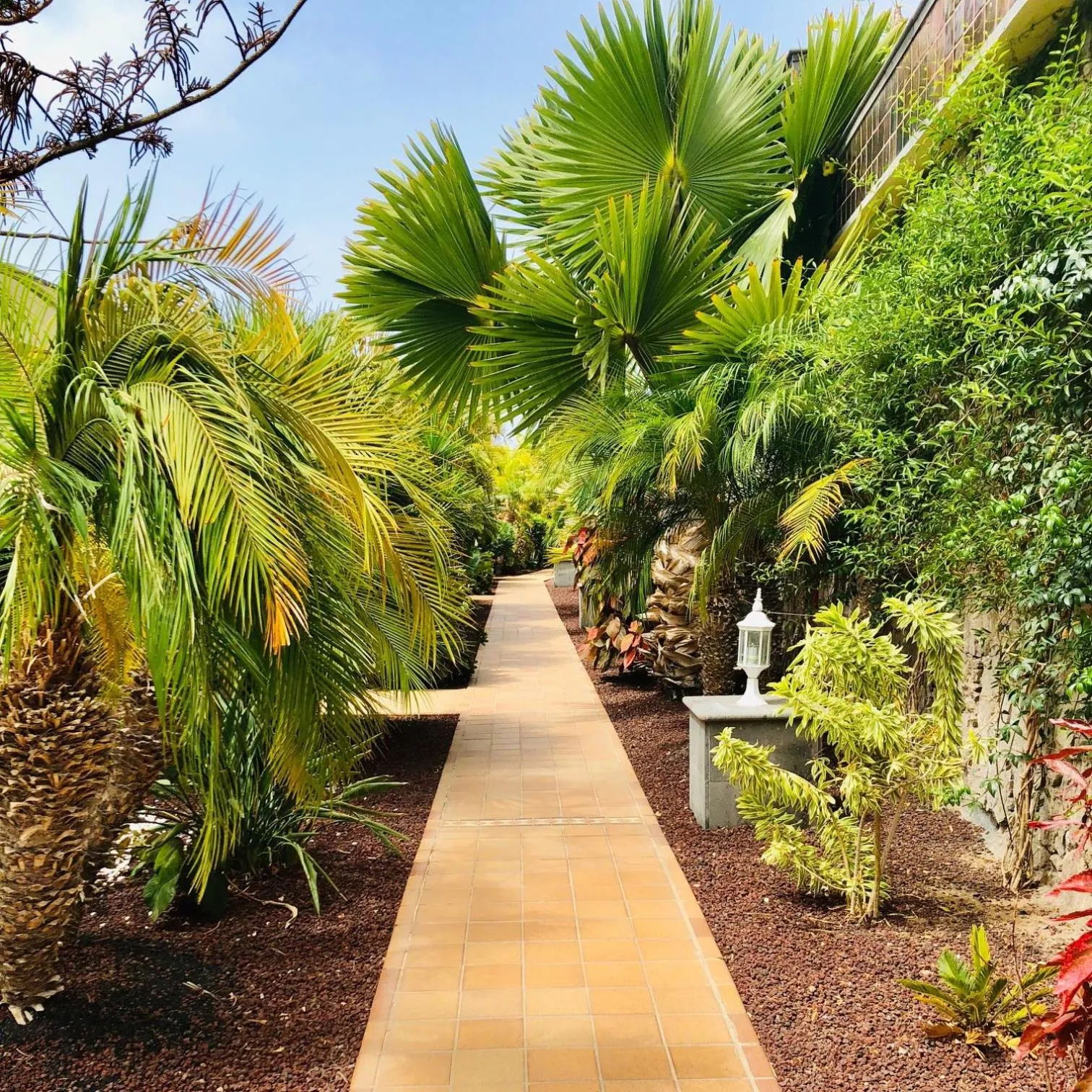 Garden in Holiday Club Playa Amadores