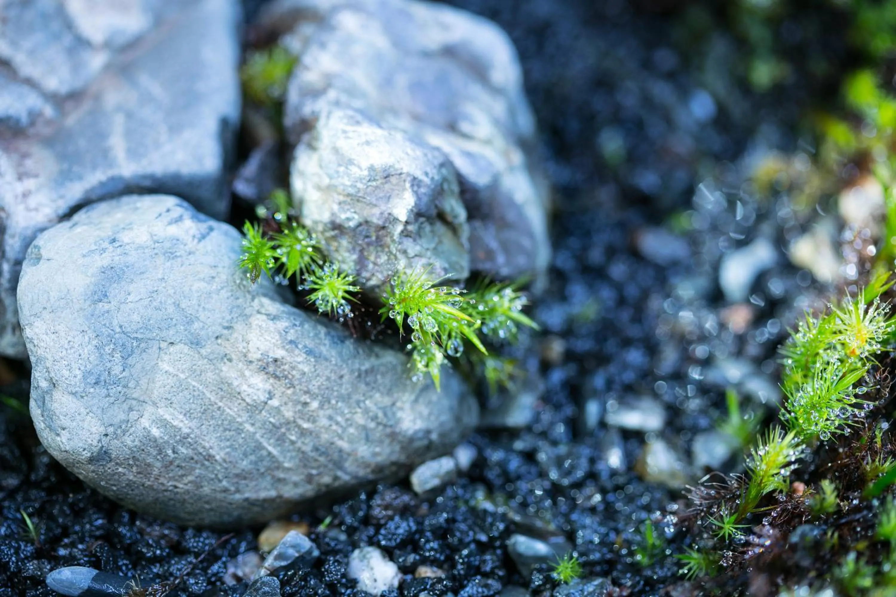 Garden in Ryokan Mugen (Adult Only)