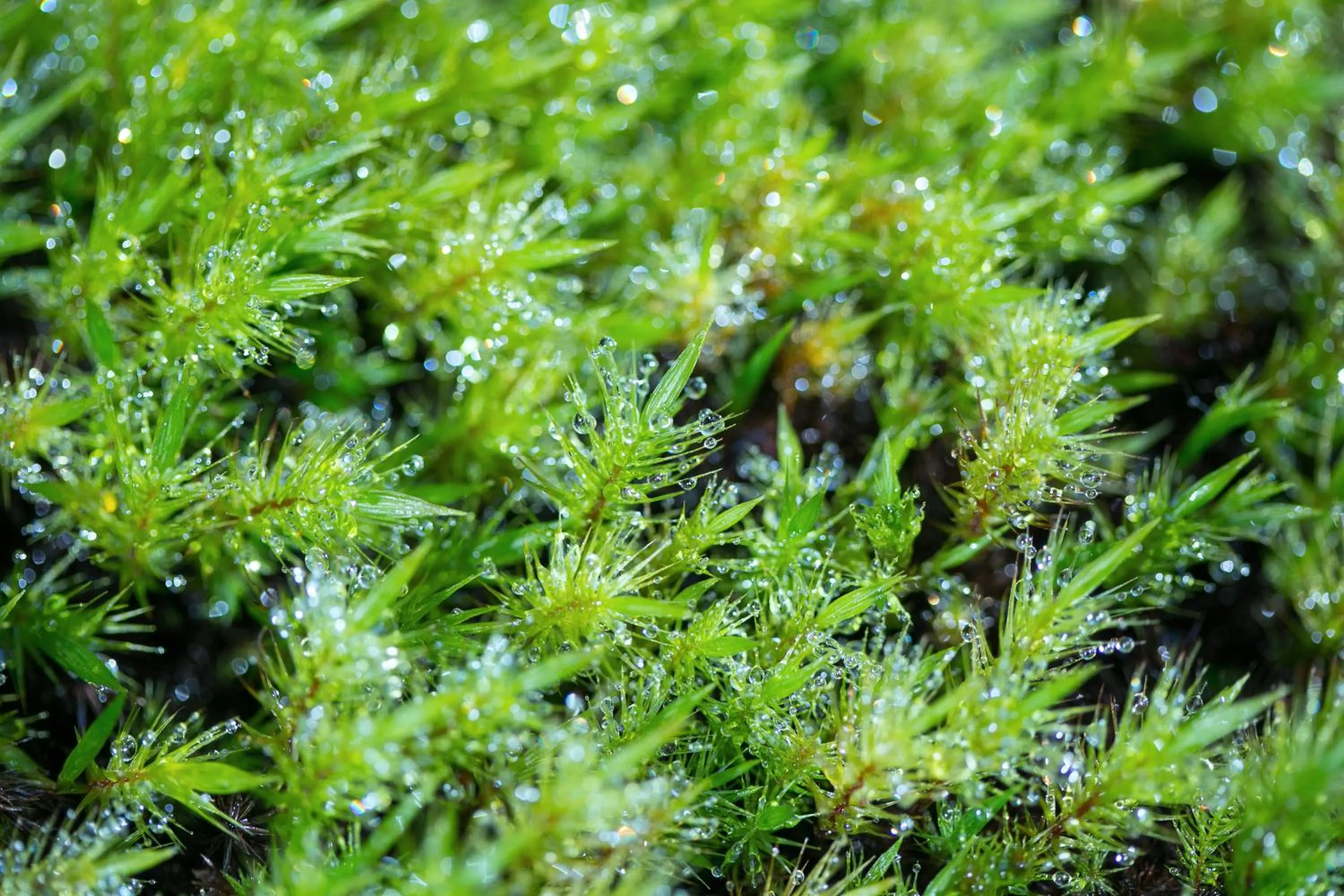 Natural landscape in Ryokan Mugen (Adult Only)