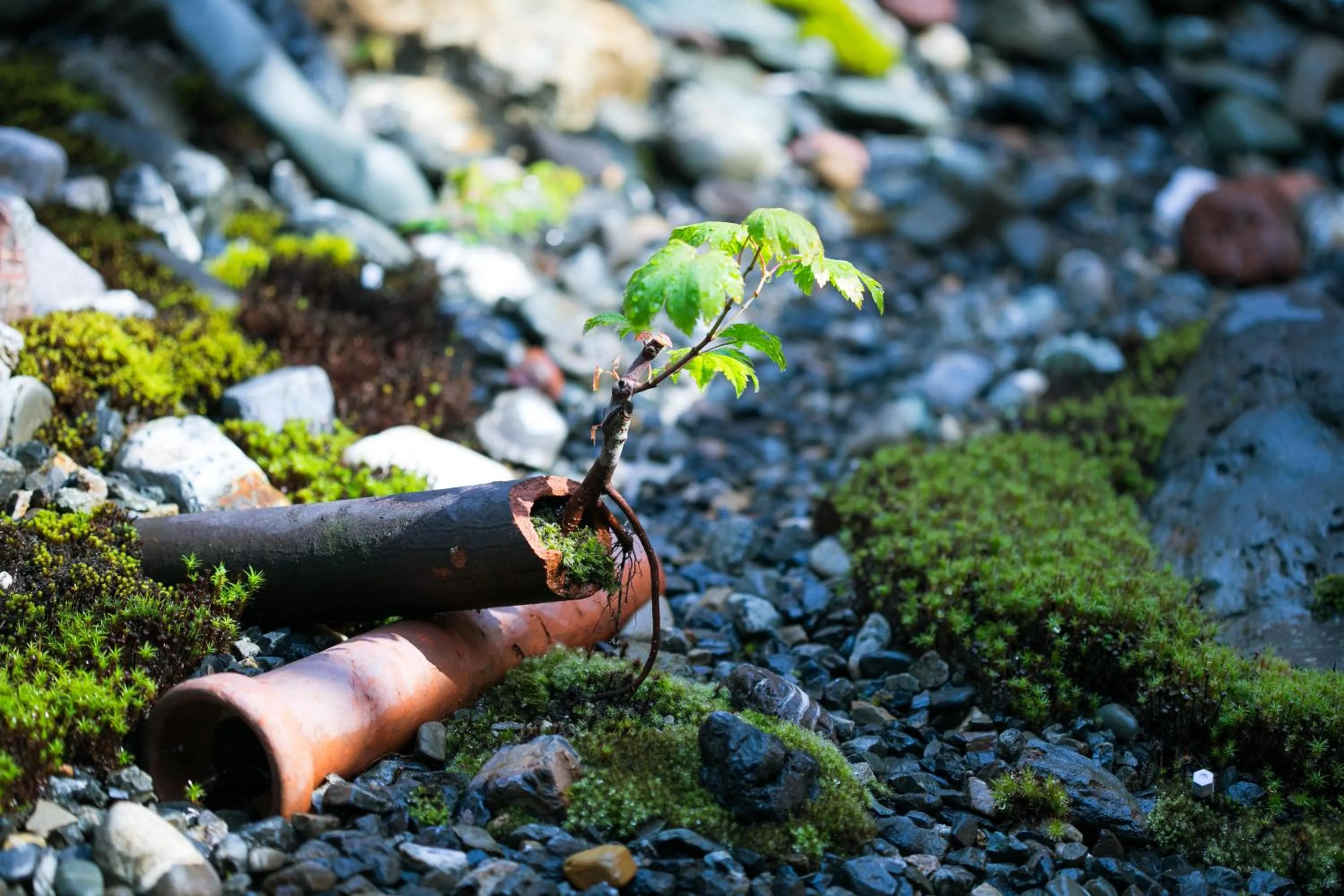 Garden in Ryokan Mugen (Adult Only)