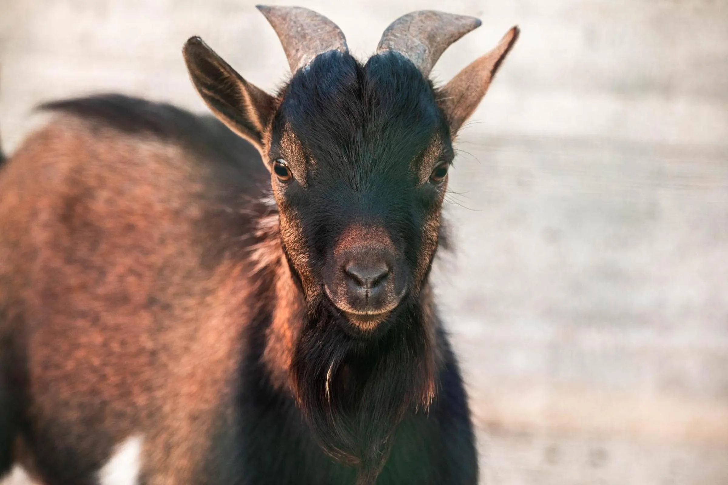 Animals in B&B La Mortella