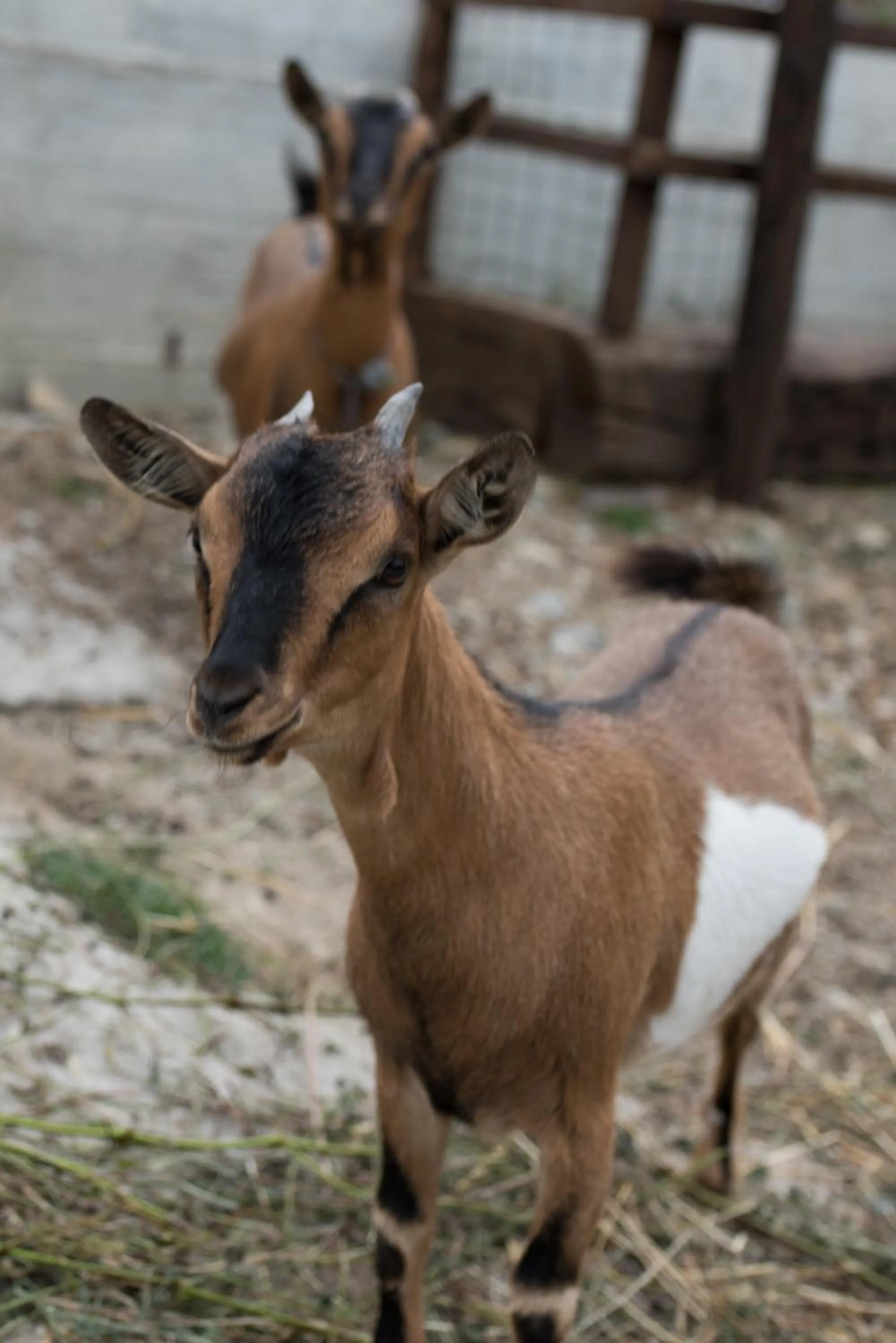 Animals in B&B La Mortella