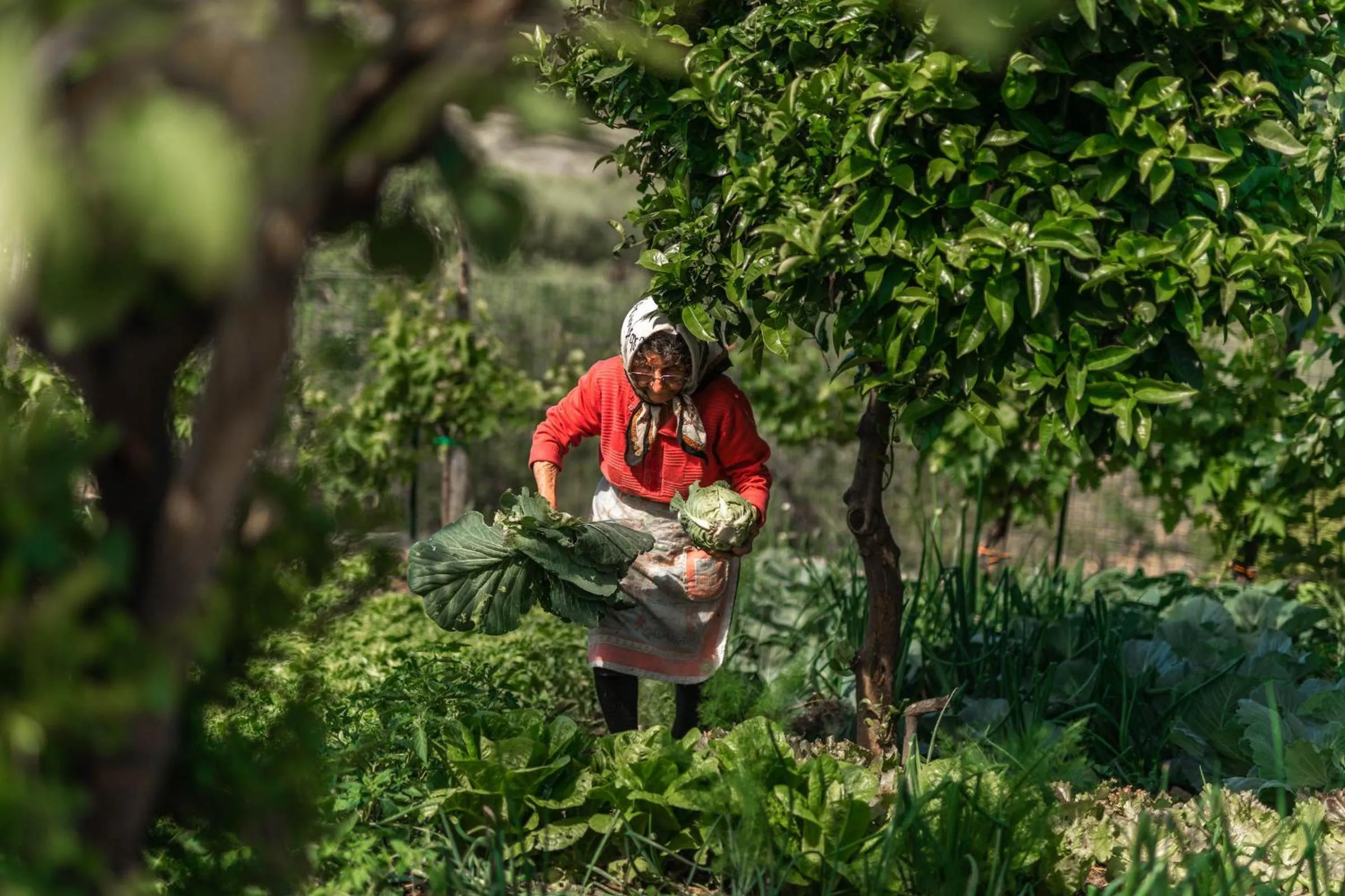 Food in B&B La Mortella