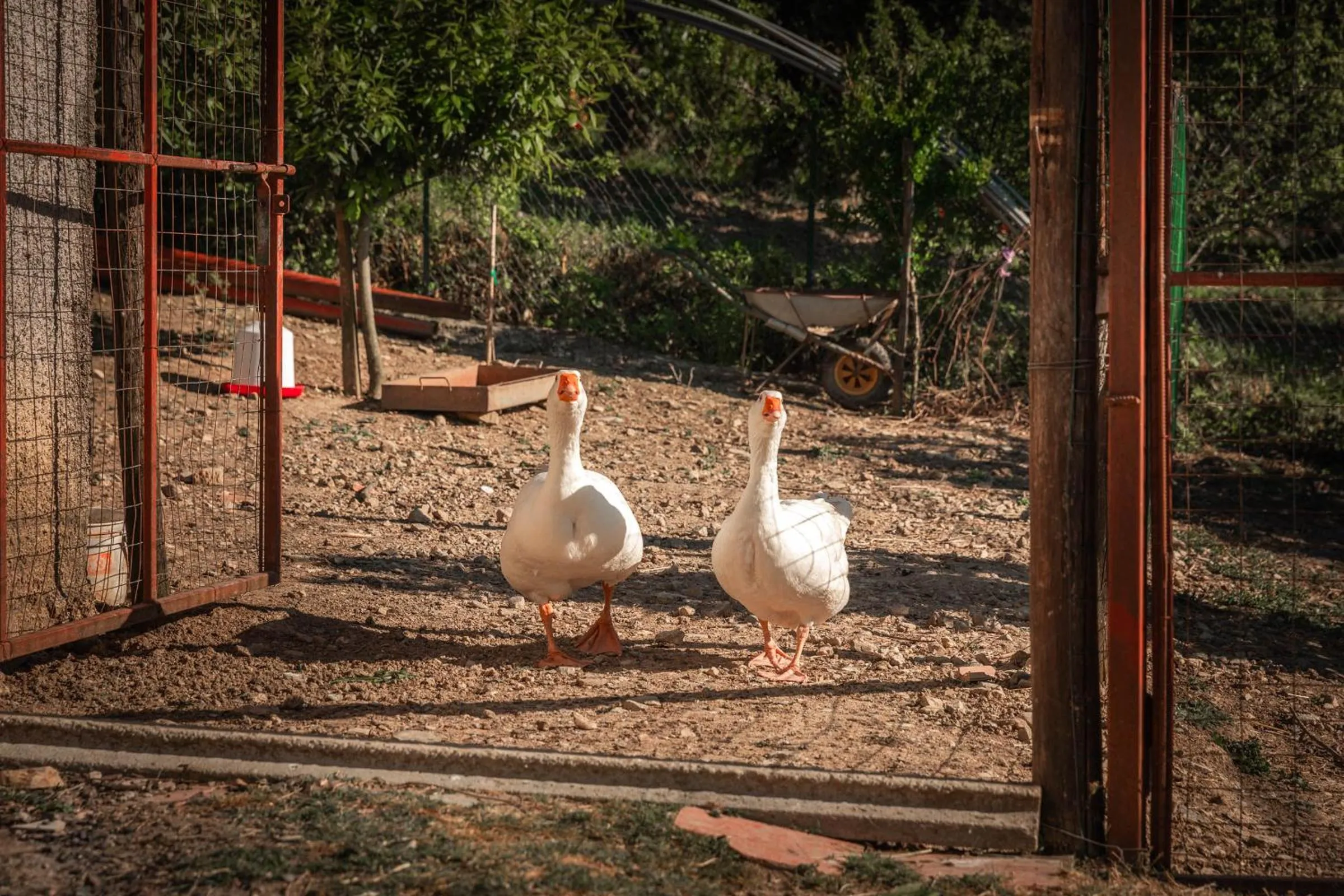 Animals in B&B La Mortella
