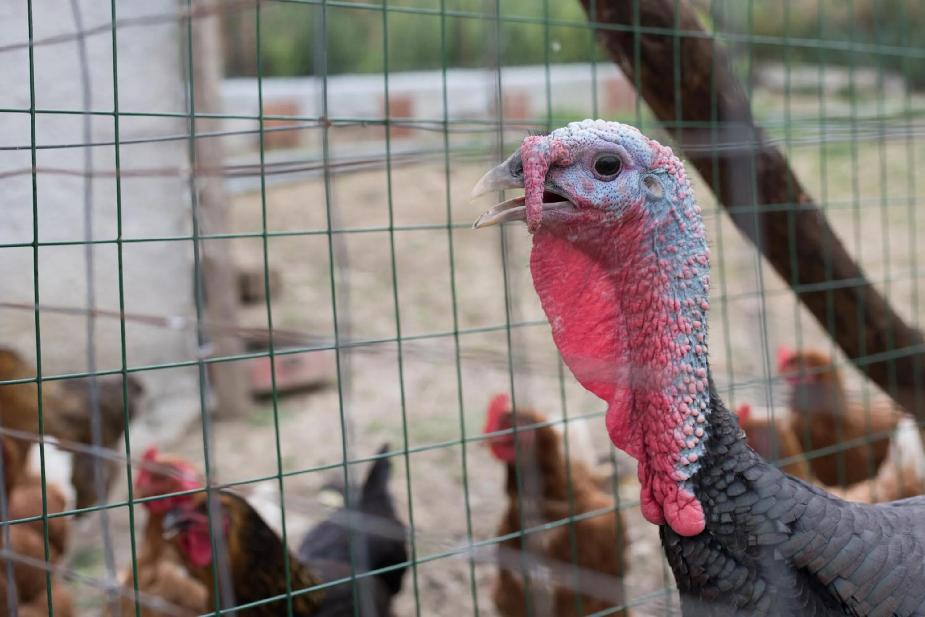 Animals in B&B La Mortella