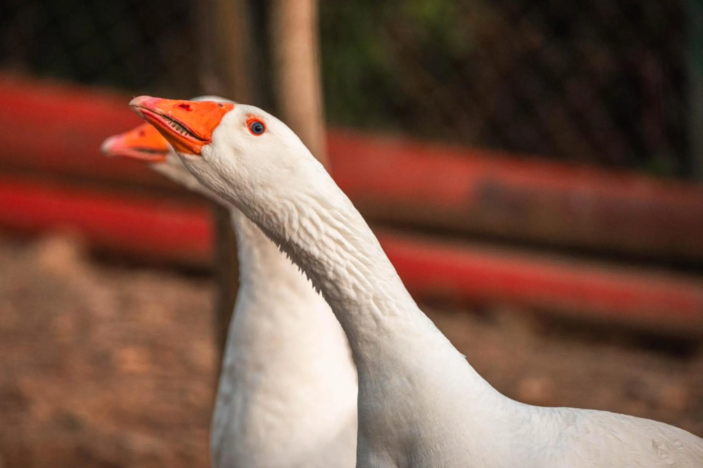 Animals in B&B La Mortella