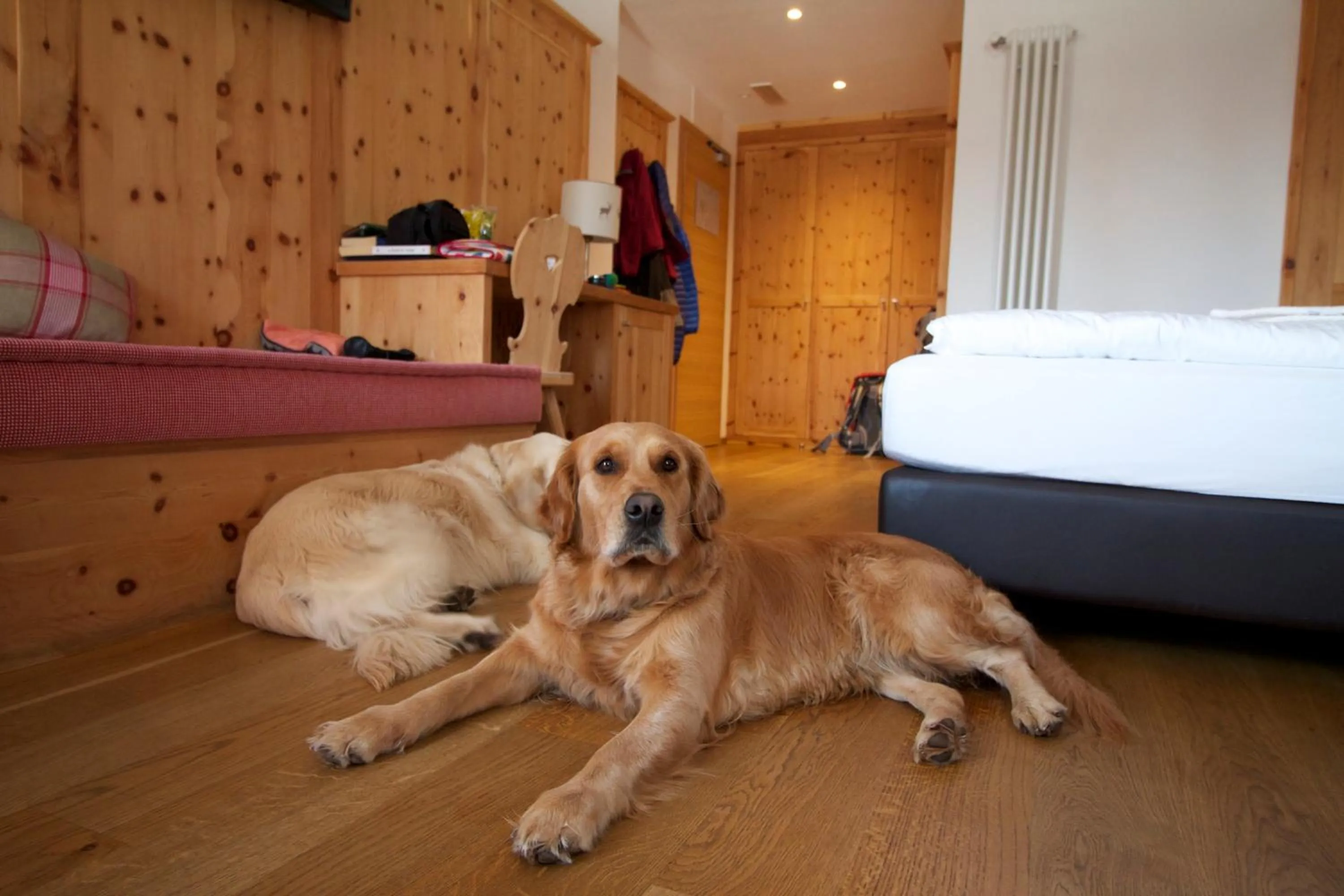 Animals, Bed in Hotel Shandranj