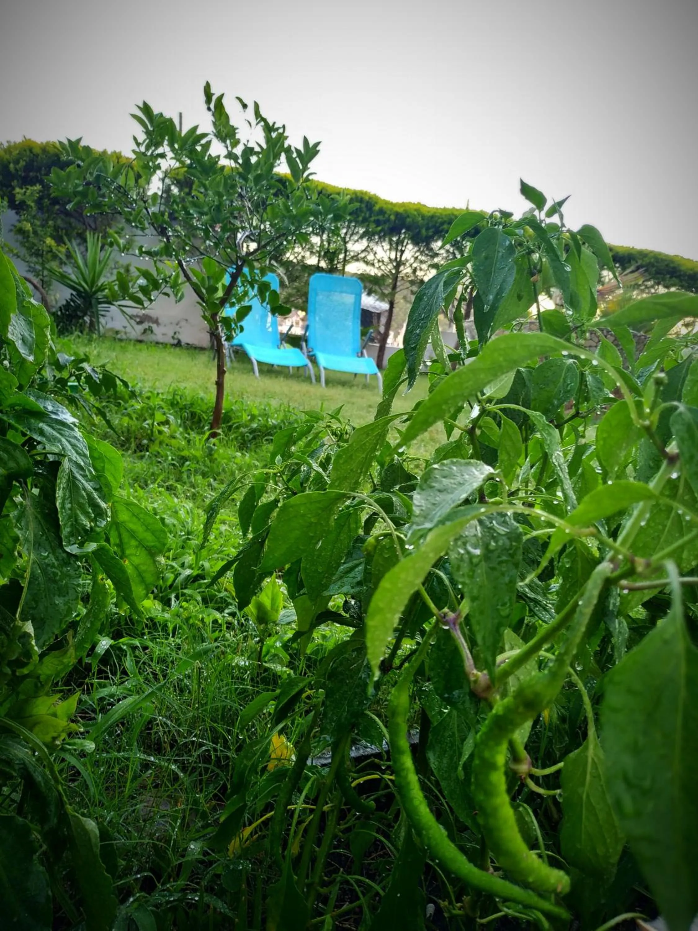 Garden in Yalcin Hotel