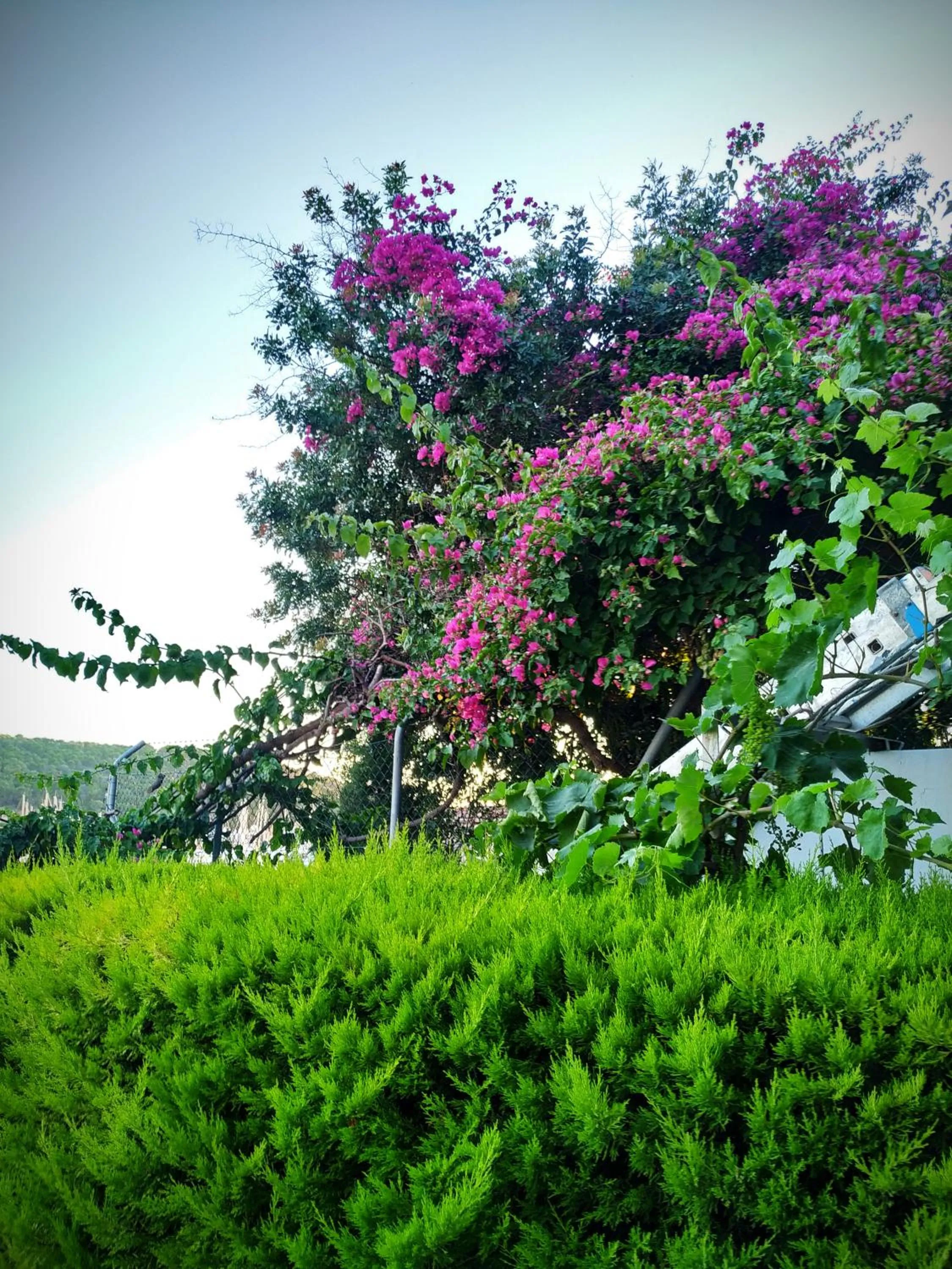 Spring in Yalcin Hotel