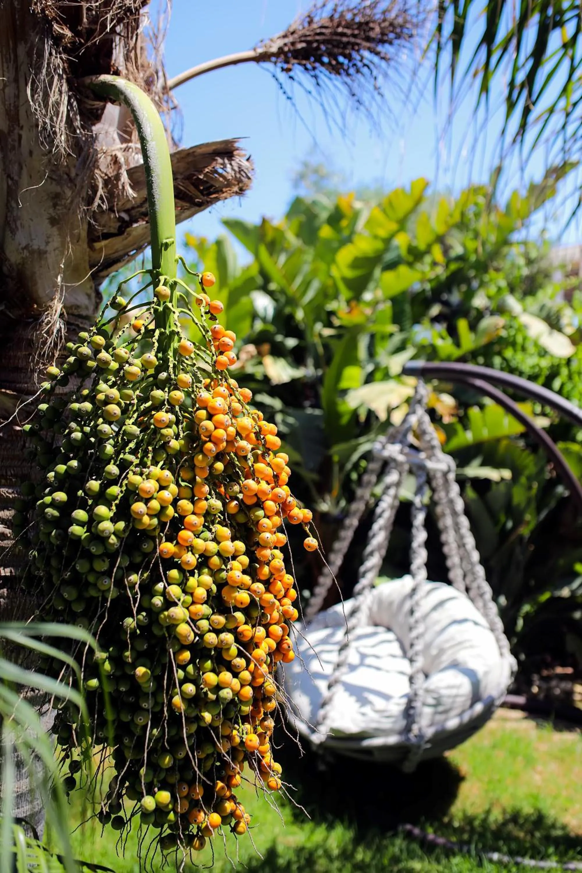 Garden in Cocos The Club Solto