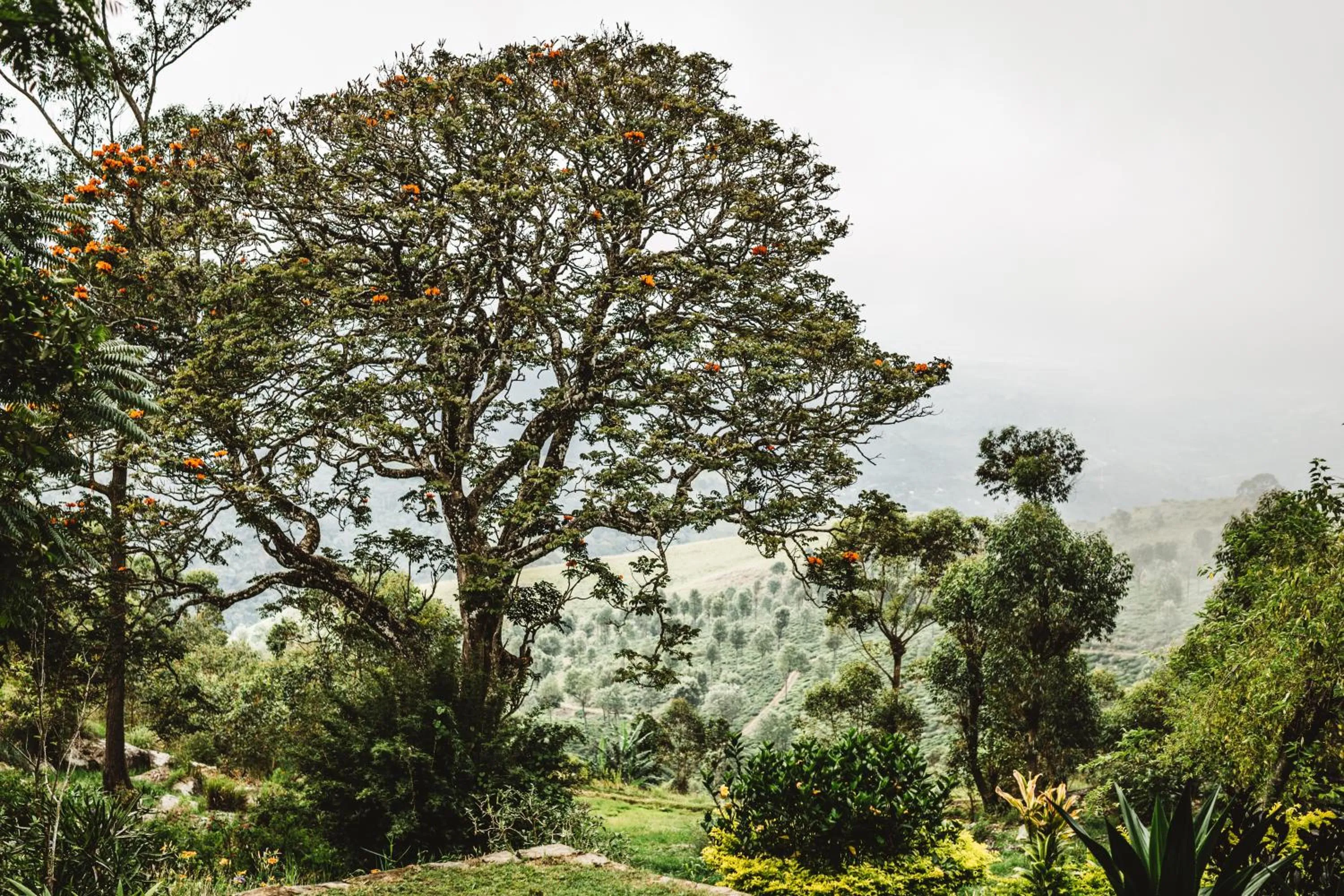 Garden in Thotalagala
