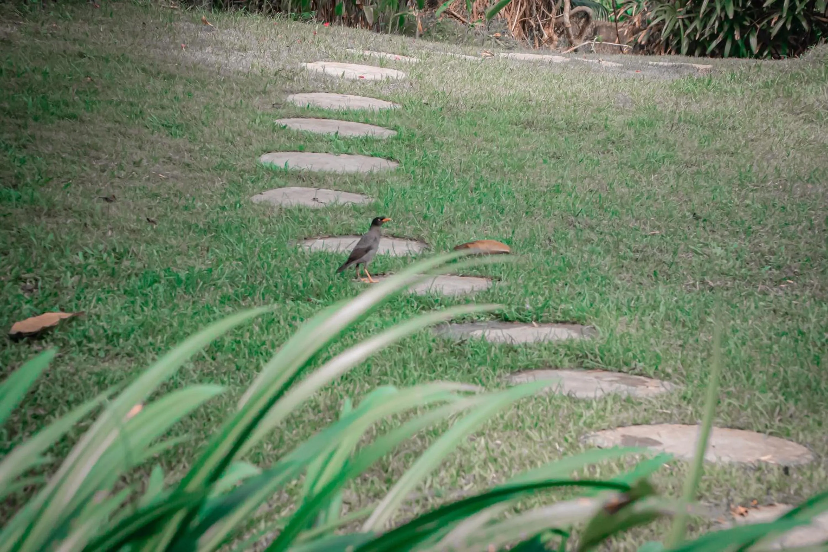 Natural landscape in Villa Delmara at Balian Beach By Amerta Experience