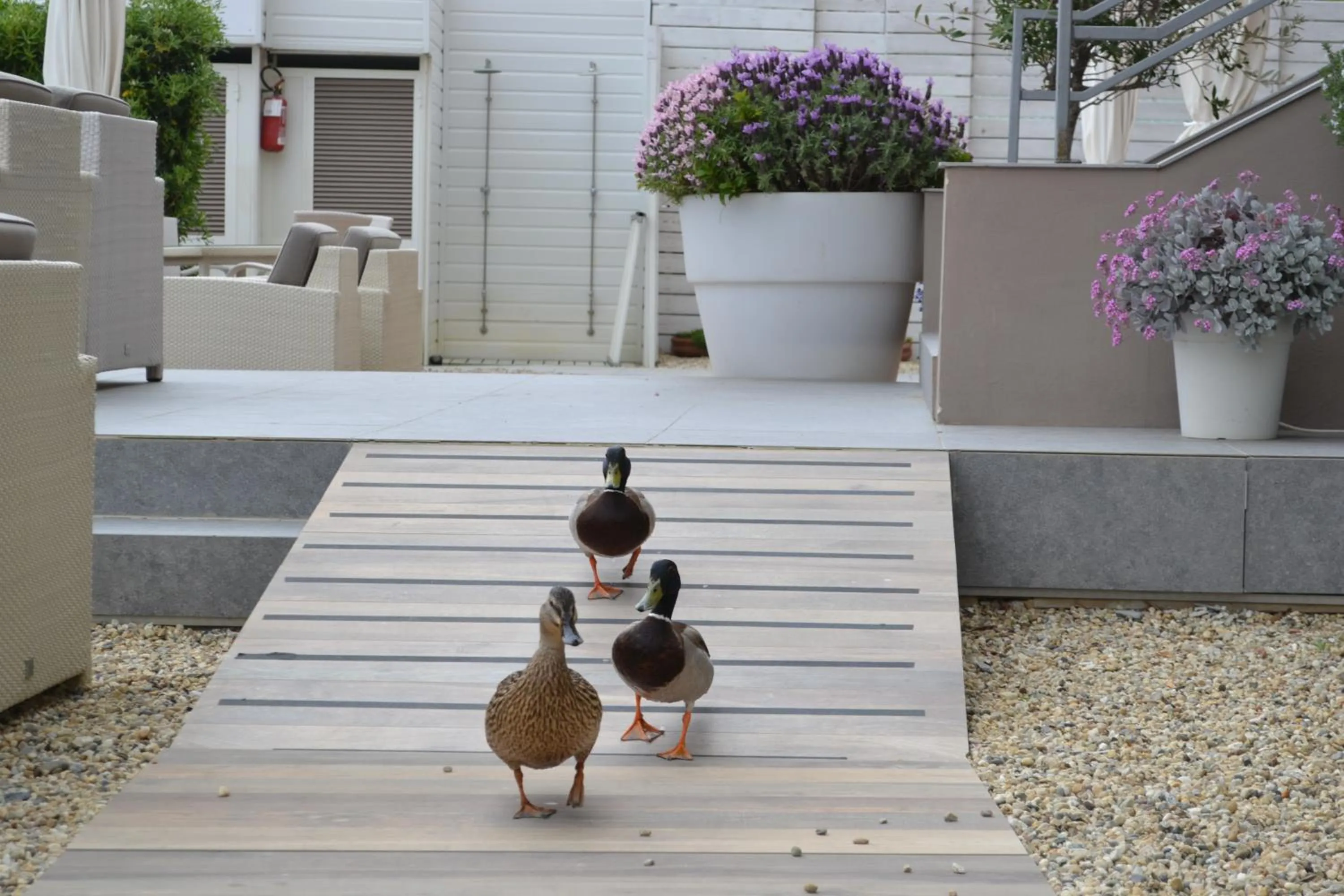 Animals in Hotel La Baia