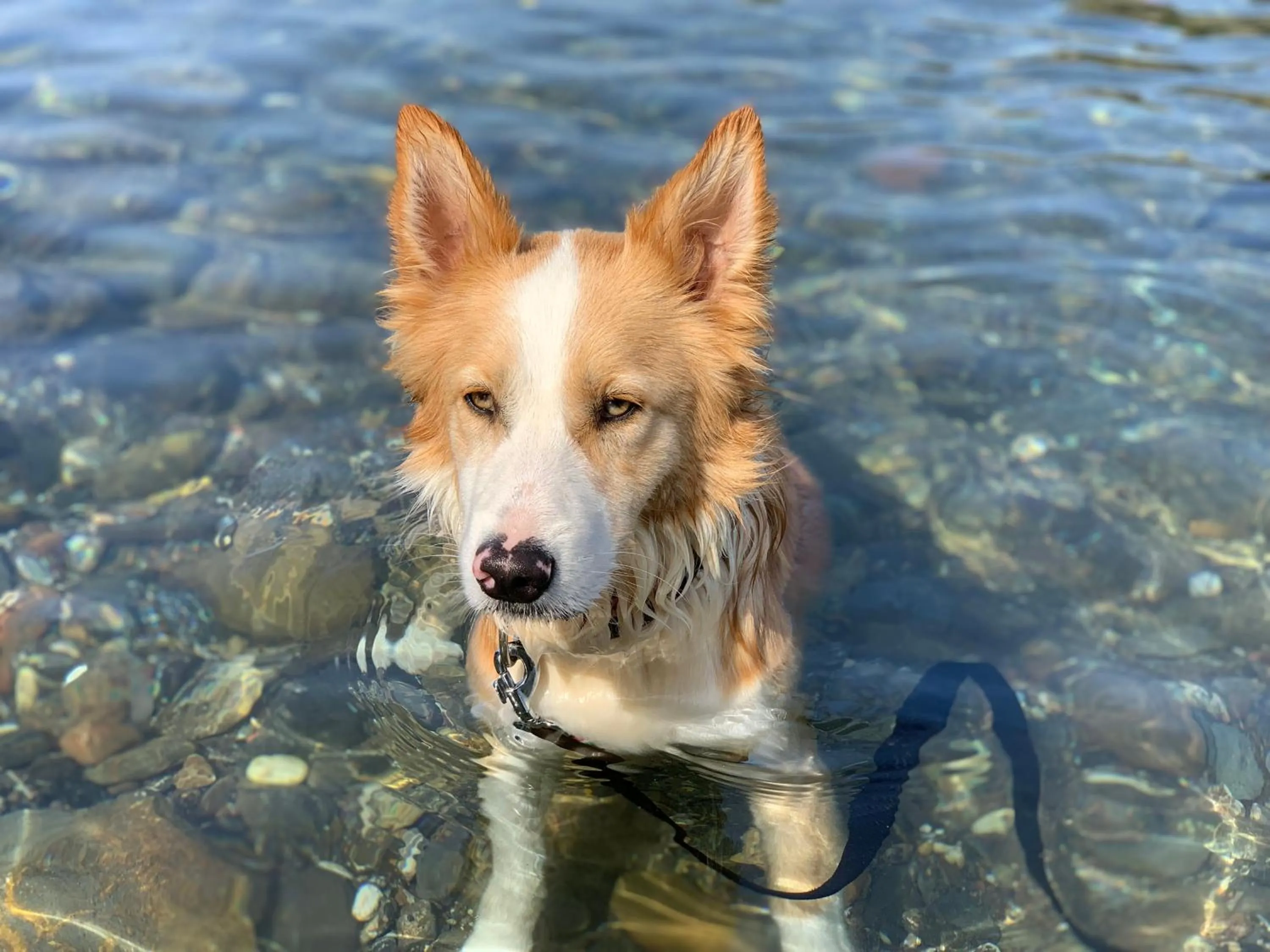 Pets in Villaggio Miramare