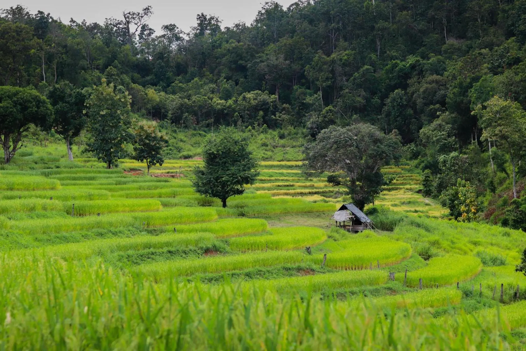 Natural landscape in Maewin Guesthouse and Resort