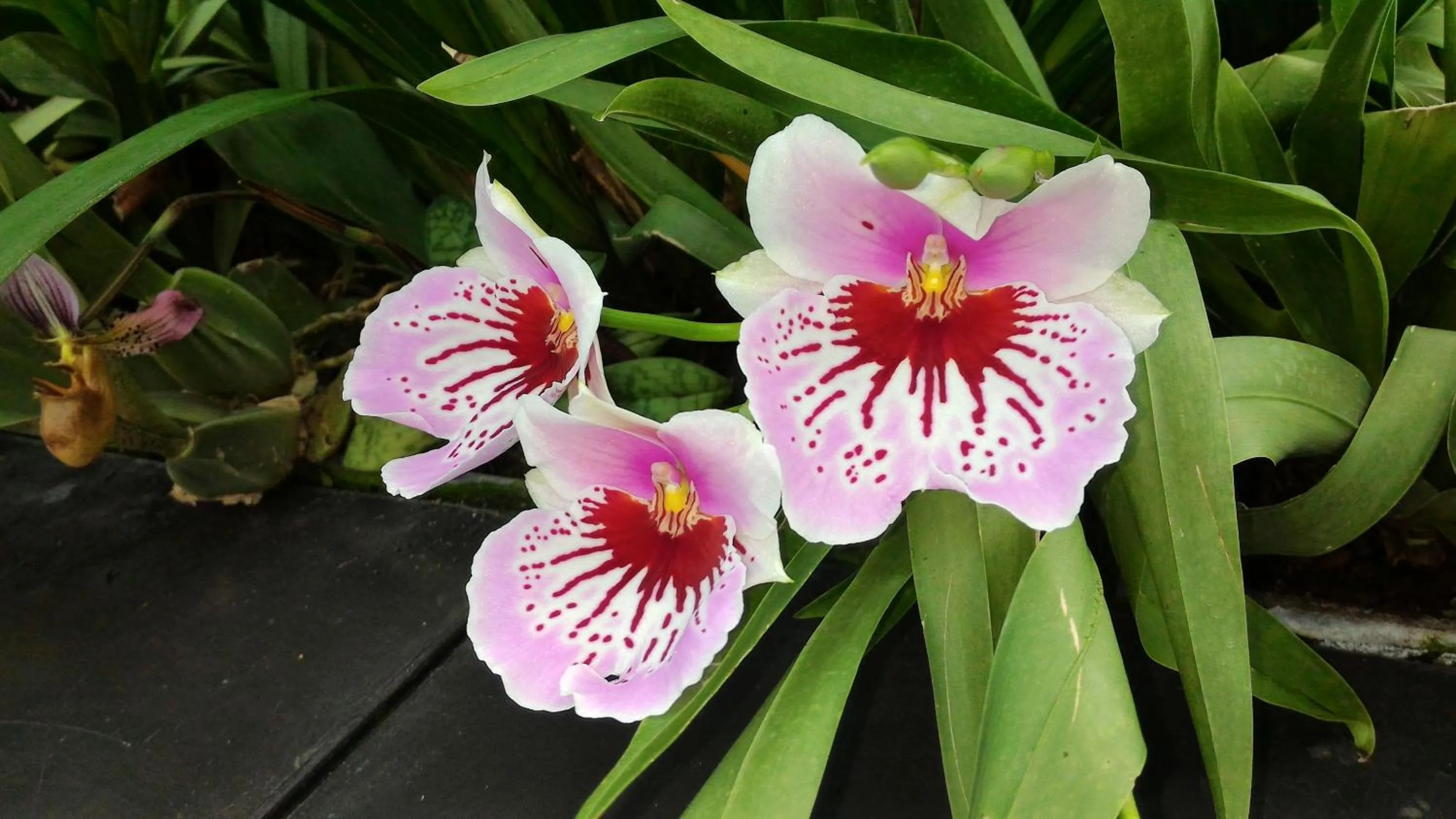 Garden in Villa LeoNora