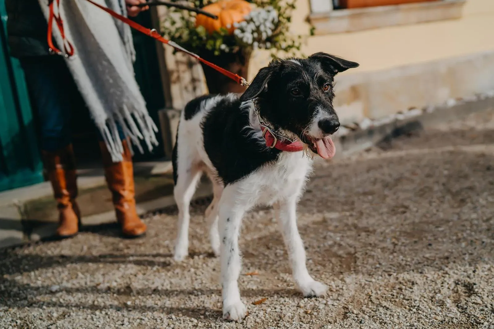 Animals in Pałac Łomnica Karkonosze - Schloss Lomnitz Riesengebirge