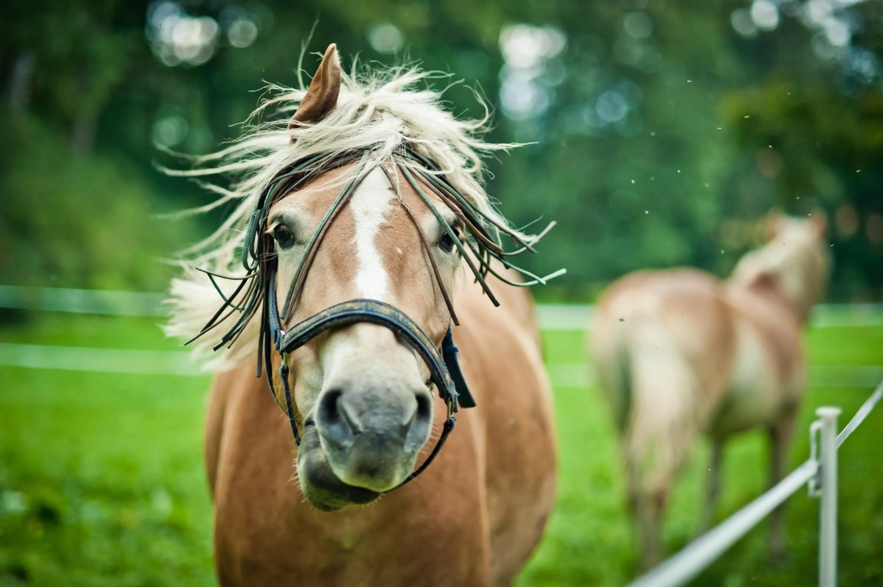 Other in Pałac Łomnica Karkonosze - Schloss Lomnitz Riesengebirge