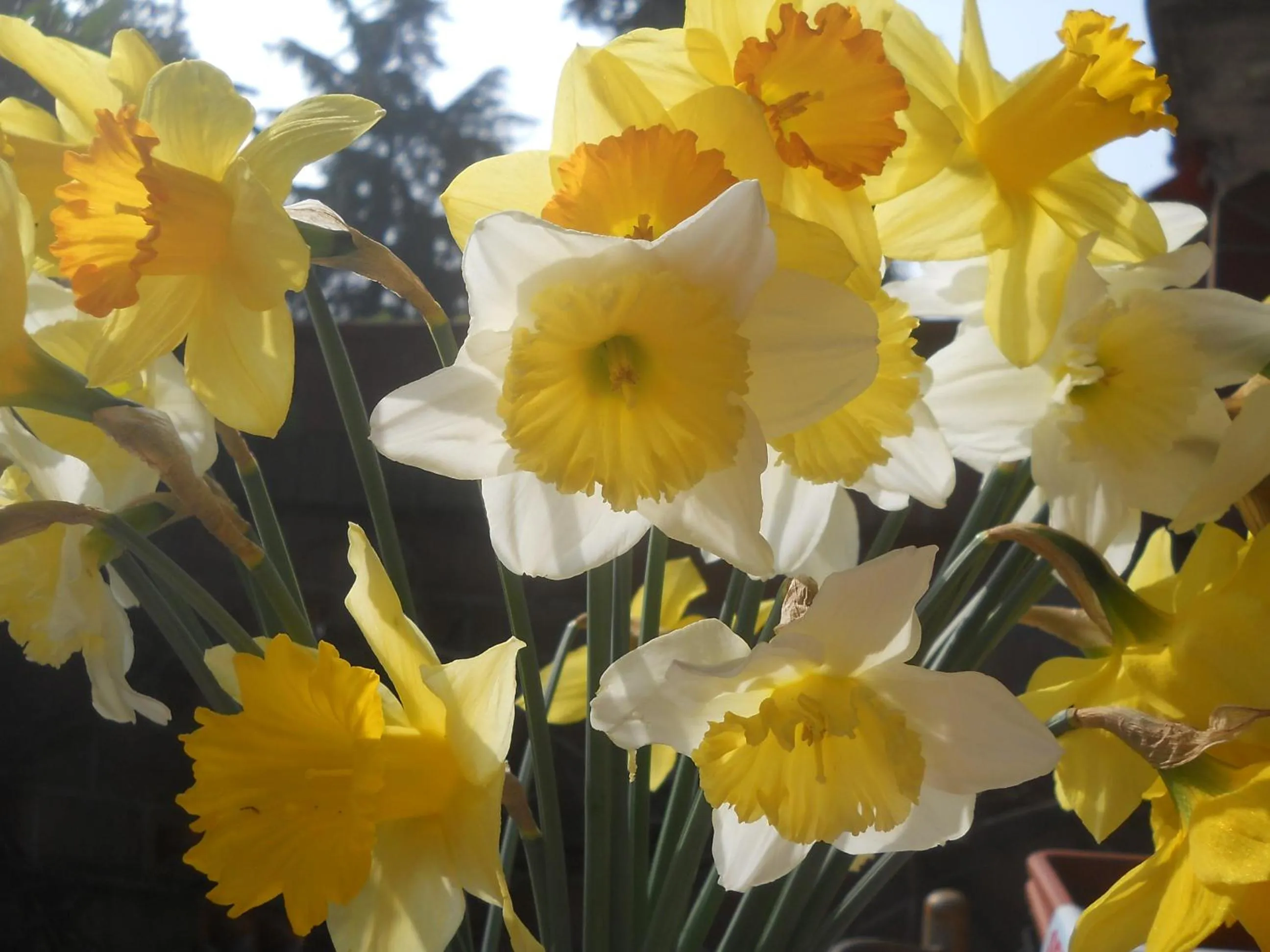 Garden in Villa D'Azeglio
