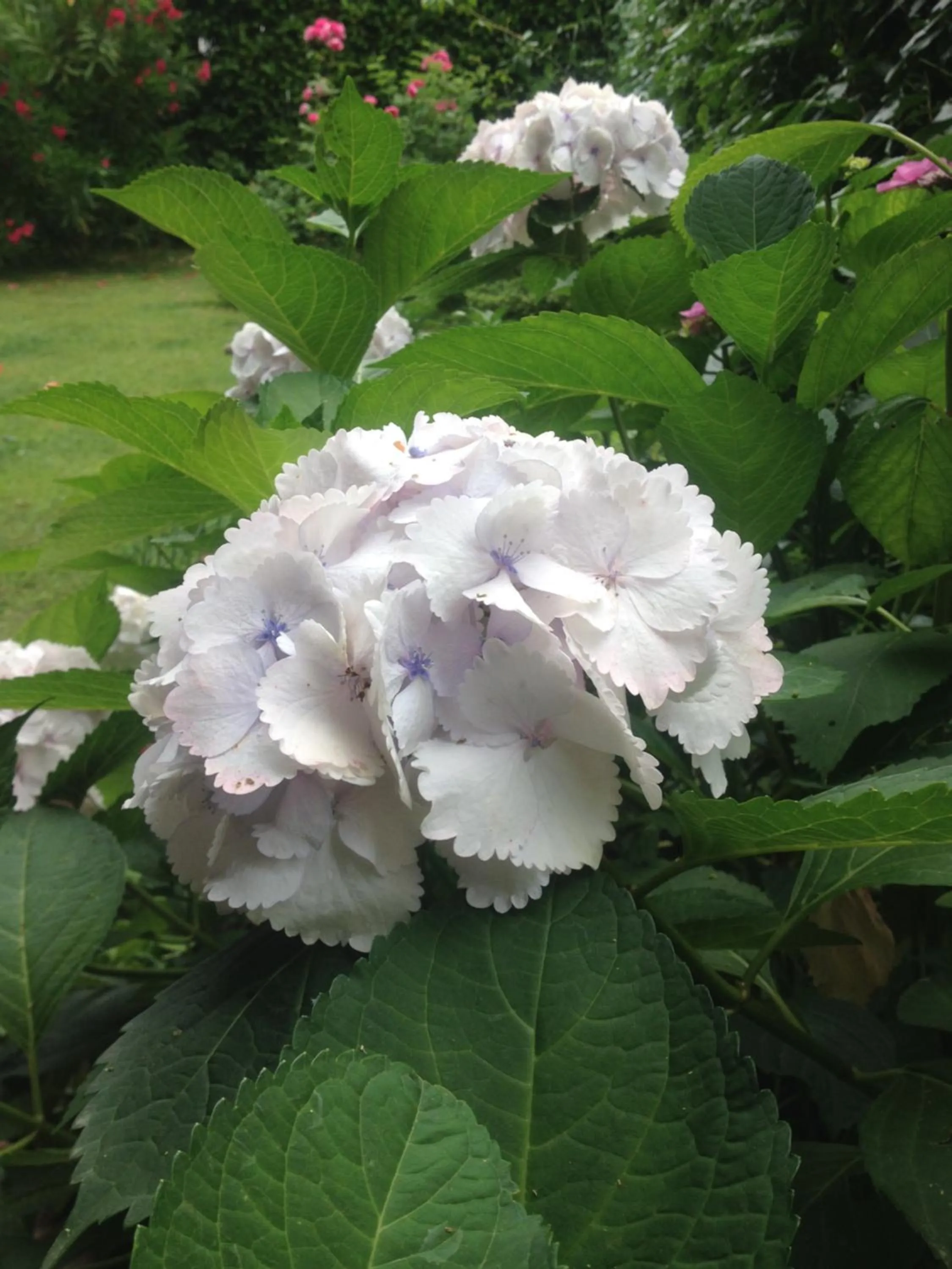 Garden in Villa D'Azeglio